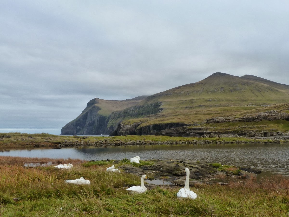 Swans and the North coast of Eysturoy