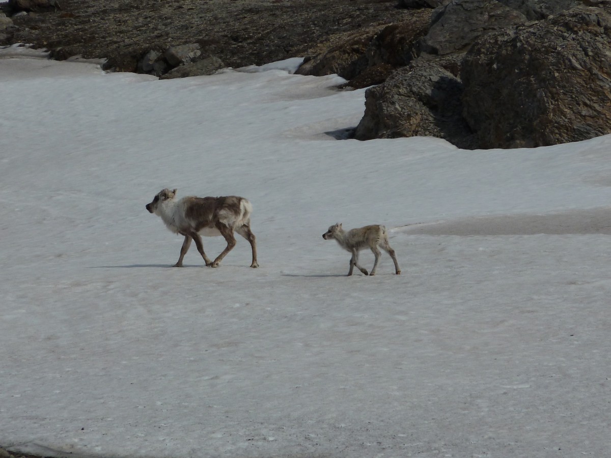 Arctic reindeer