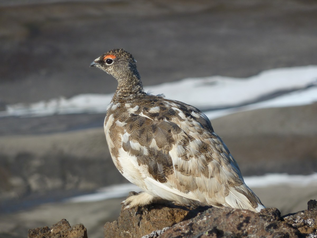 Ptarmigan or Snow Partridge