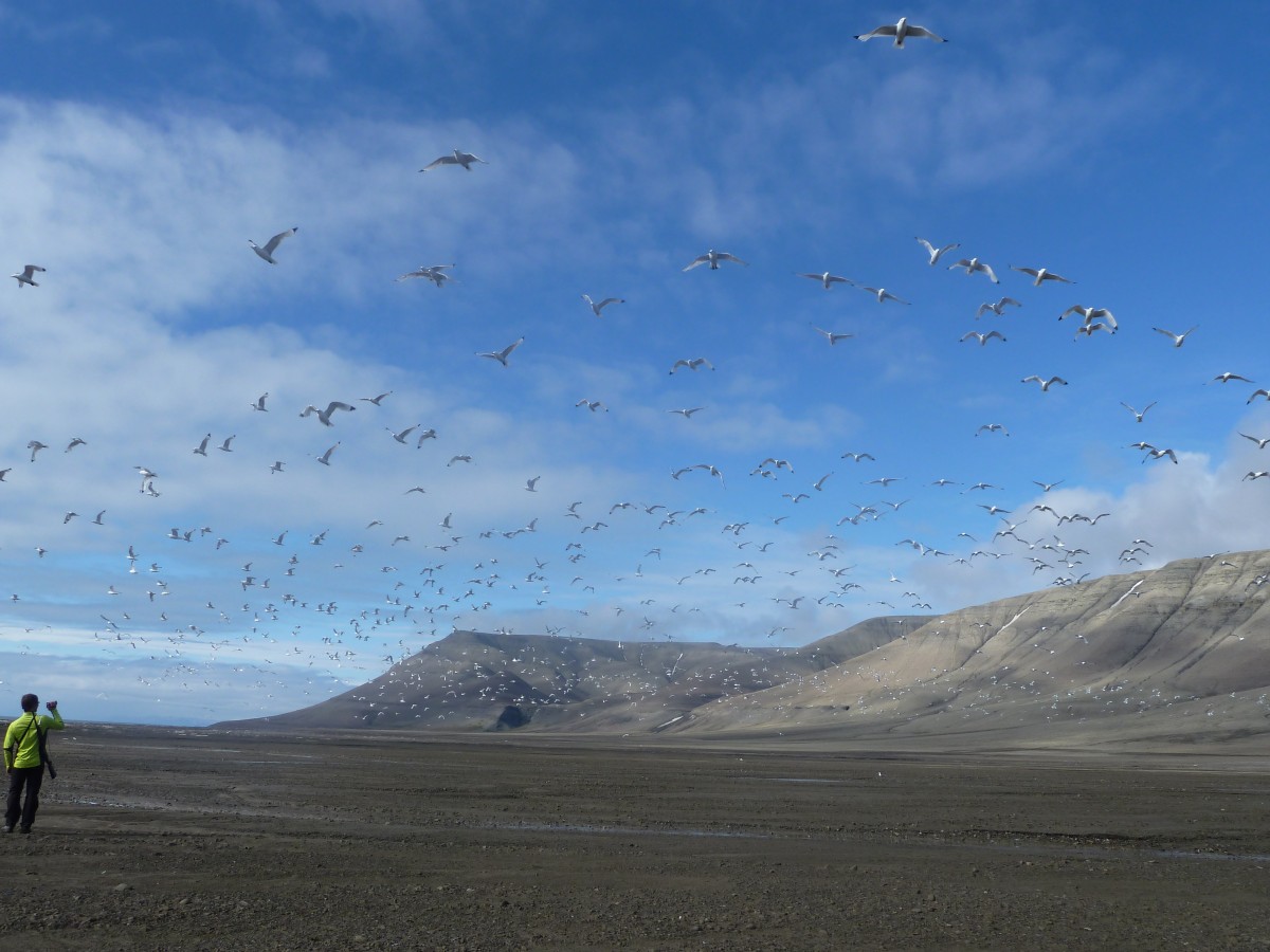 Kittywakes taking flight at Diskobukta