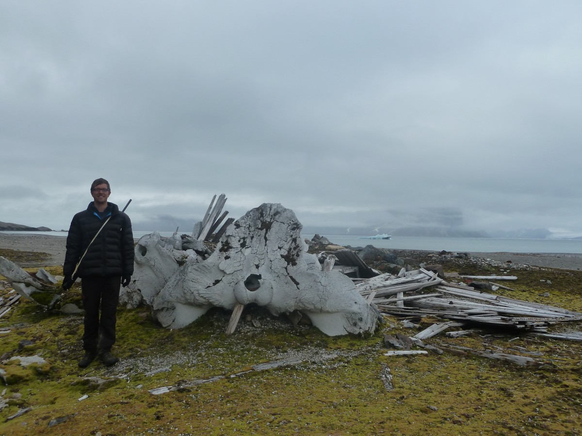 Whale skeletons at Gaashamna