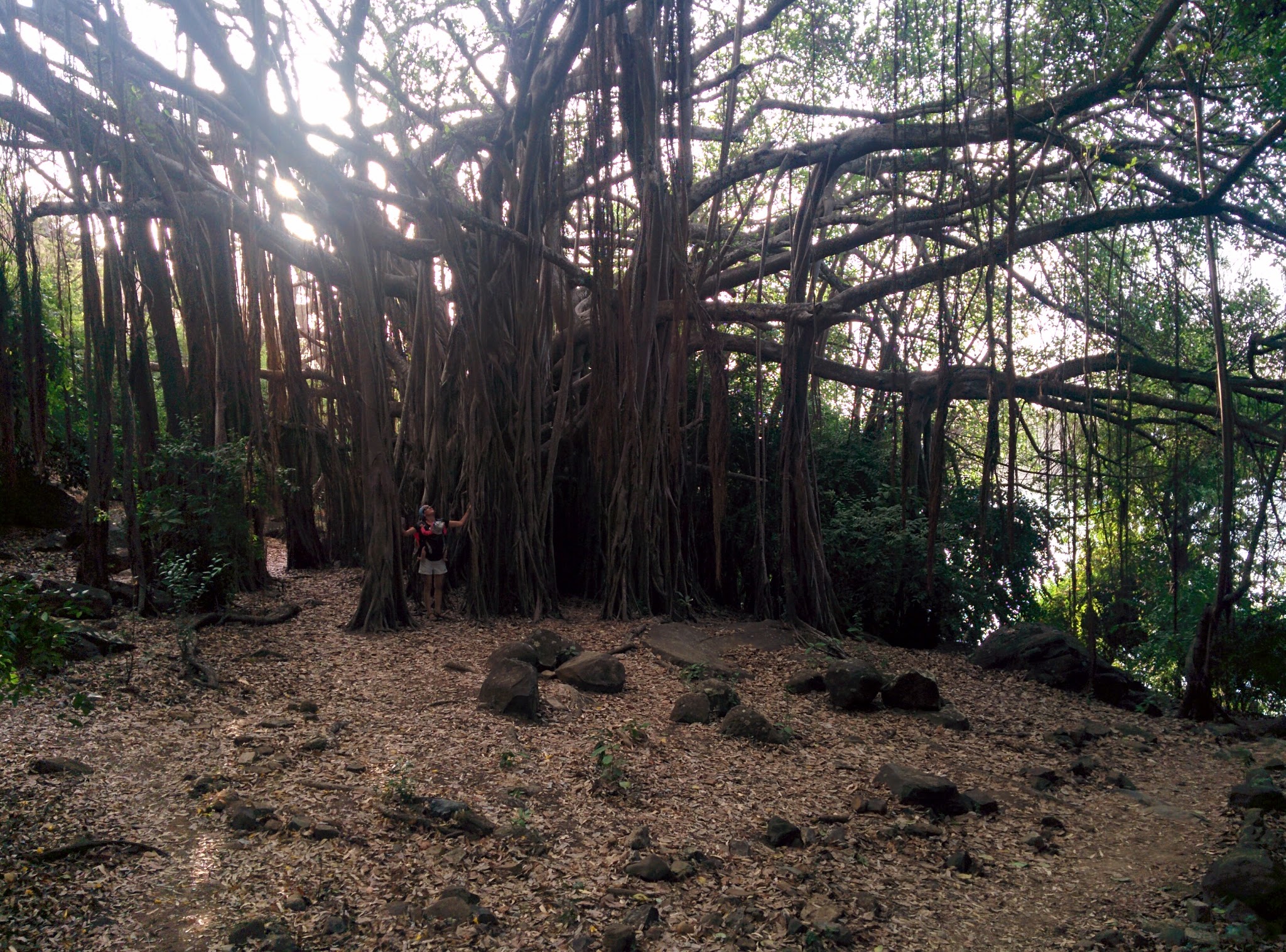 Foret tropicale et lianes!