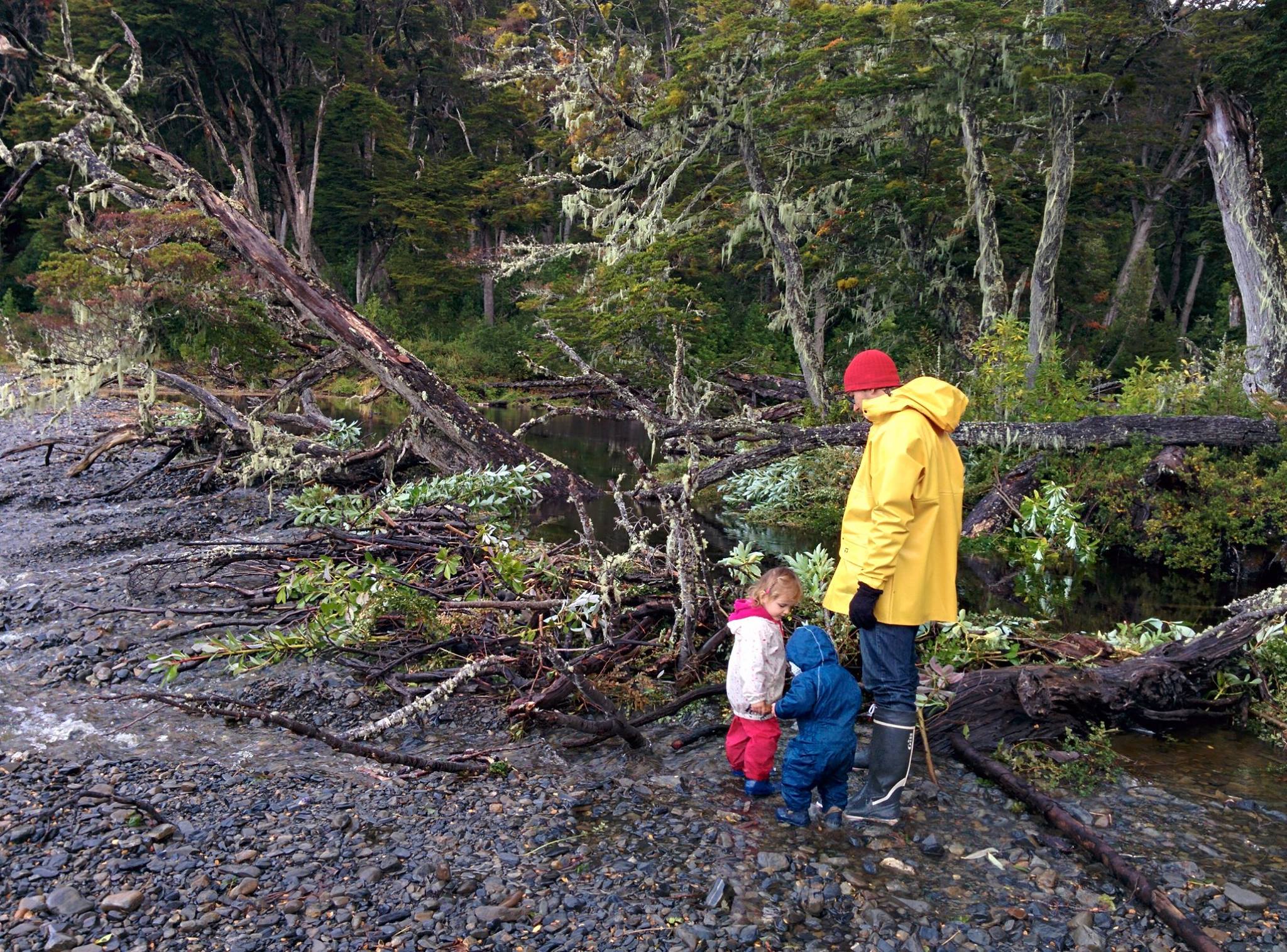 Beaver dam at Caleta Felipe