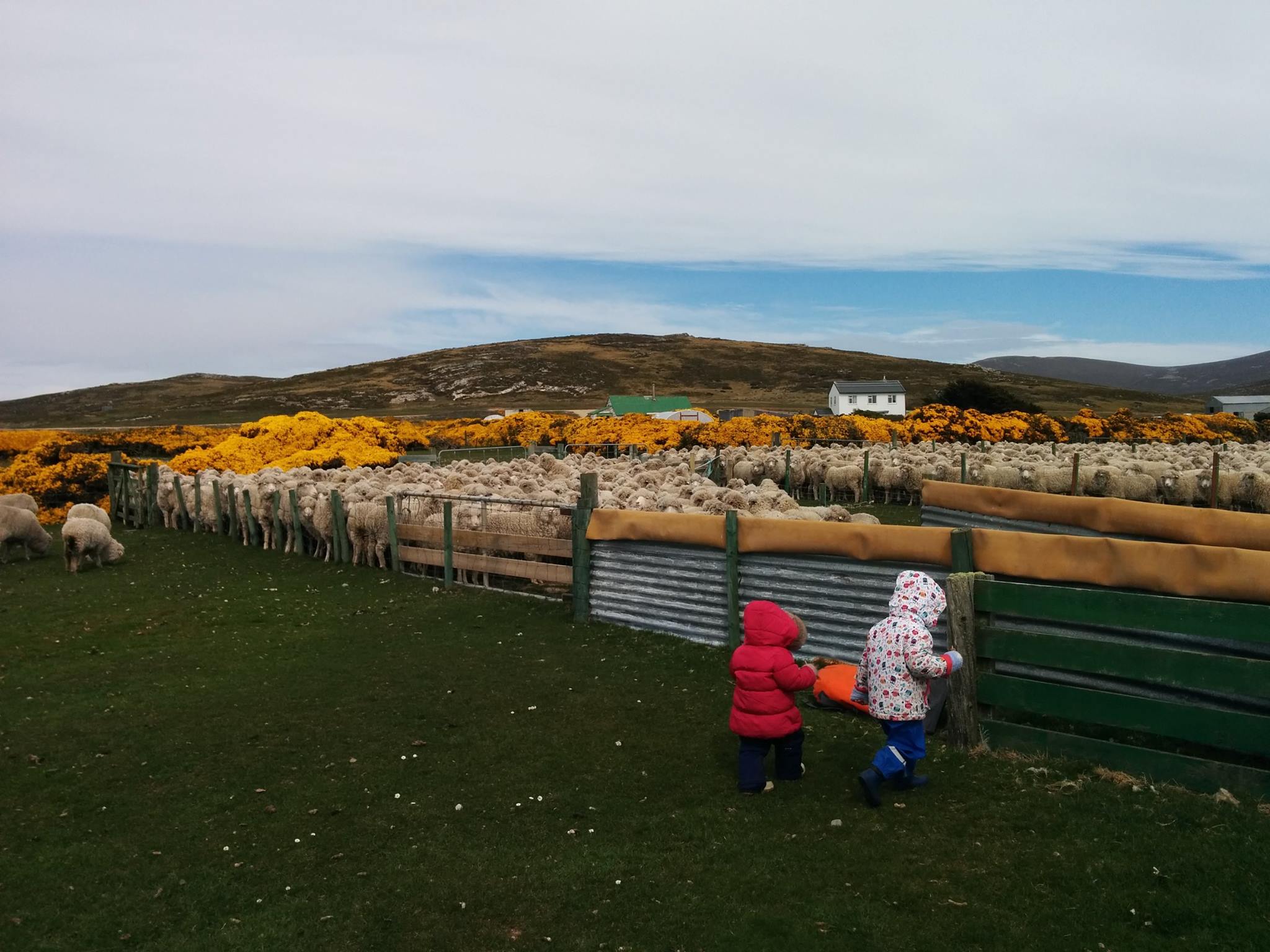 Comptage des moutons avant la tonte, Dunbar