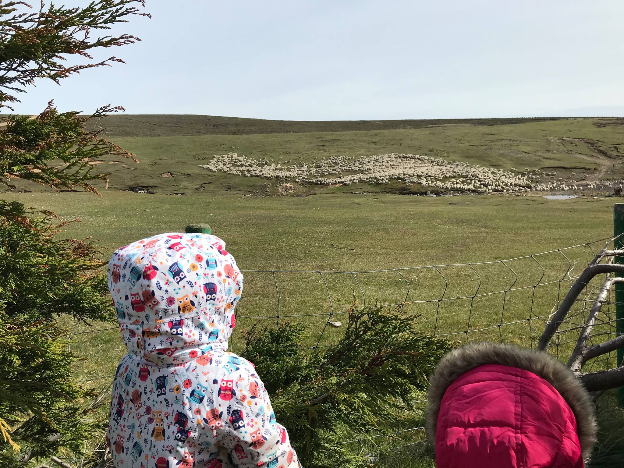 A wave of sheep at Dunbar!