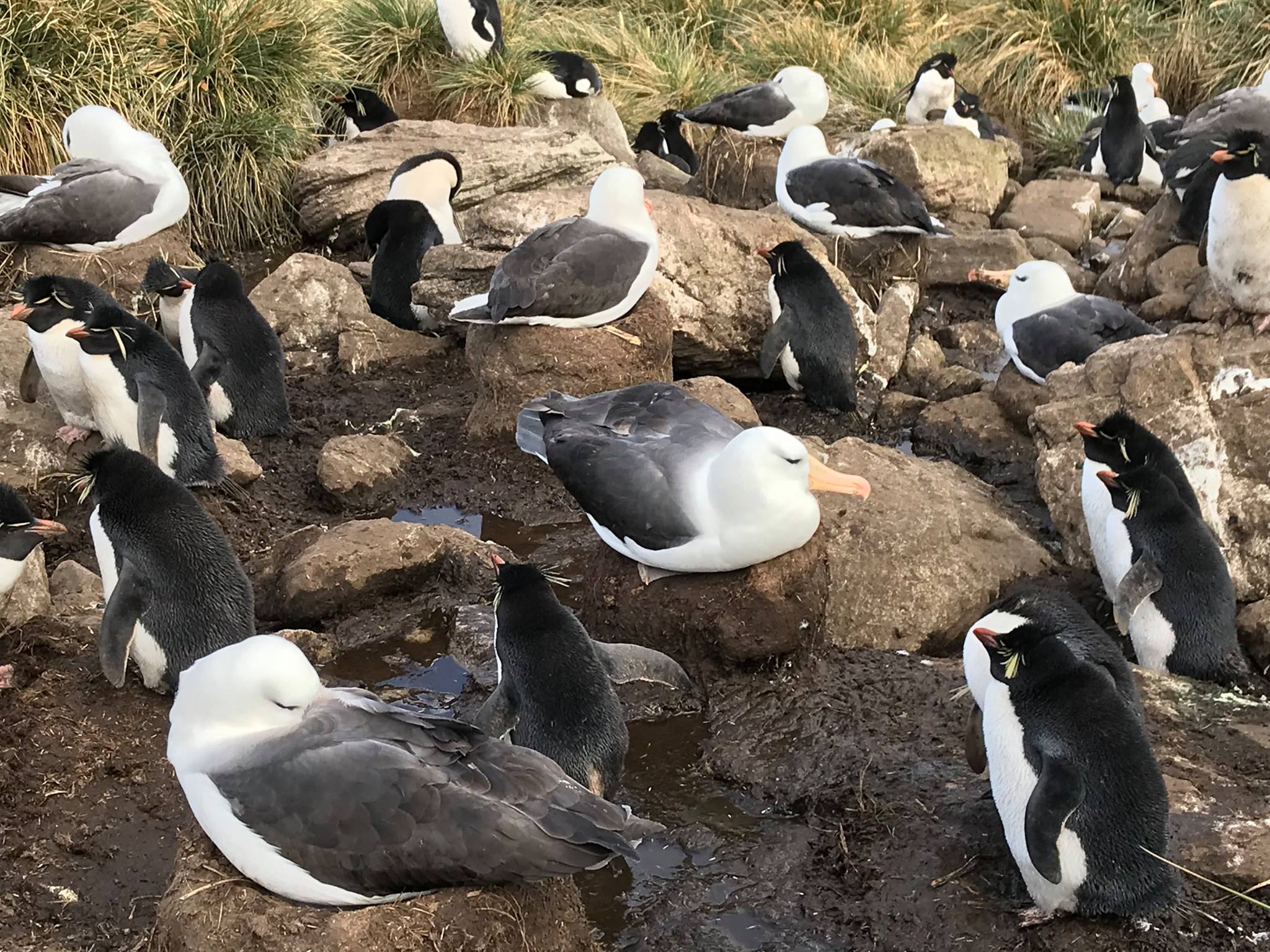 Albatrosses and Rockhopper penguins at Westpoint
