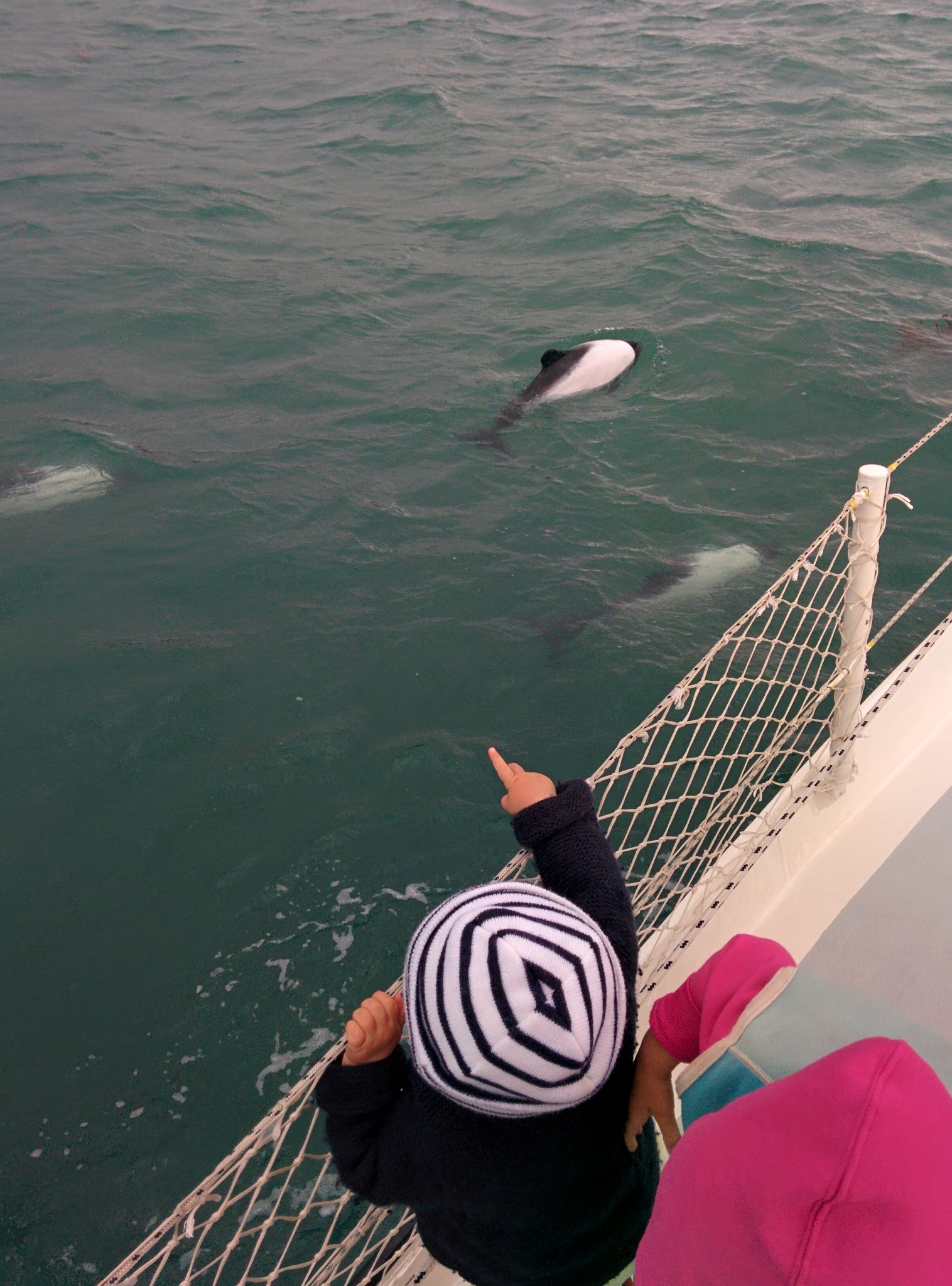 Diane and the Commerson's dolphins