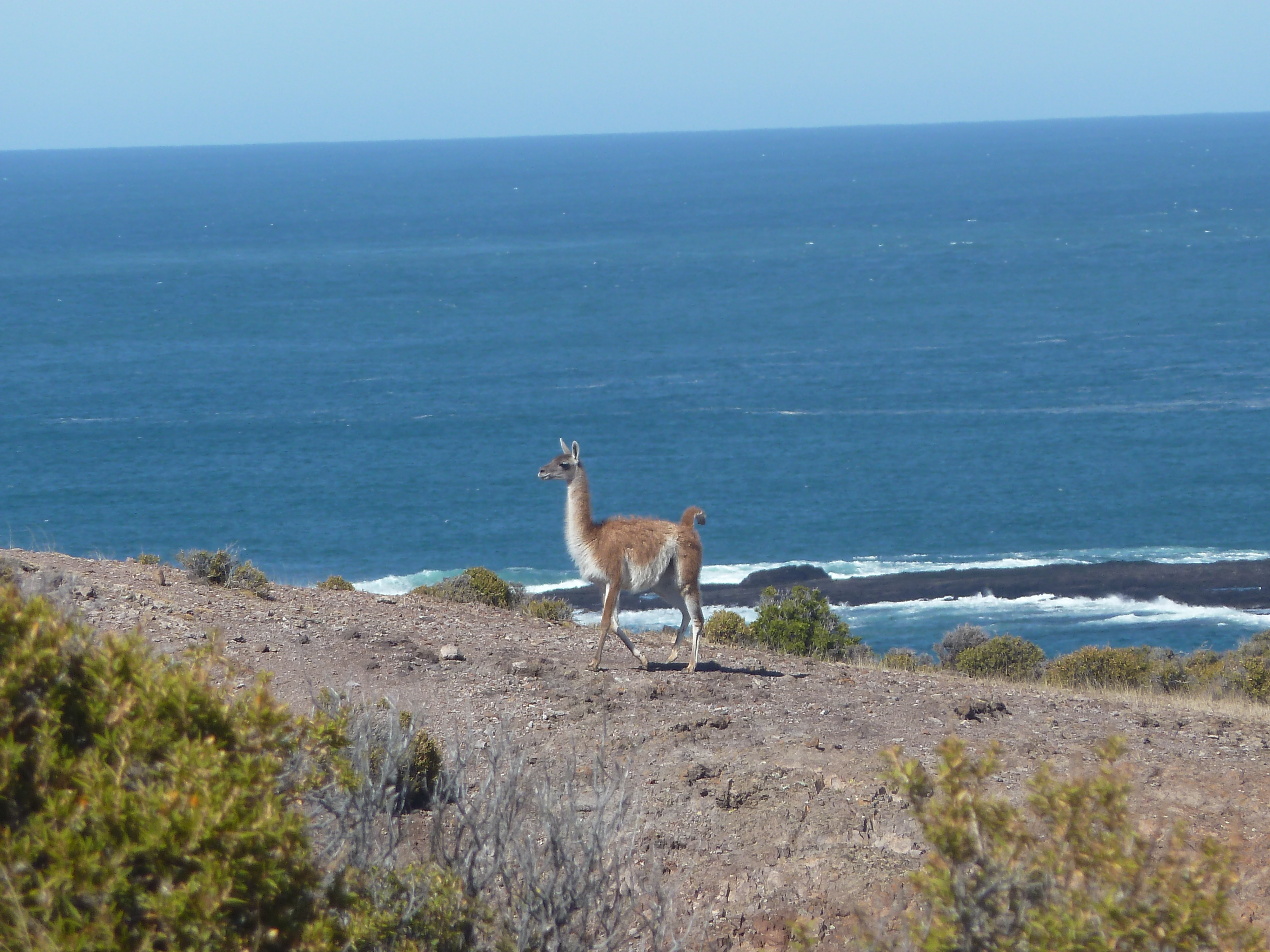 Guanaco