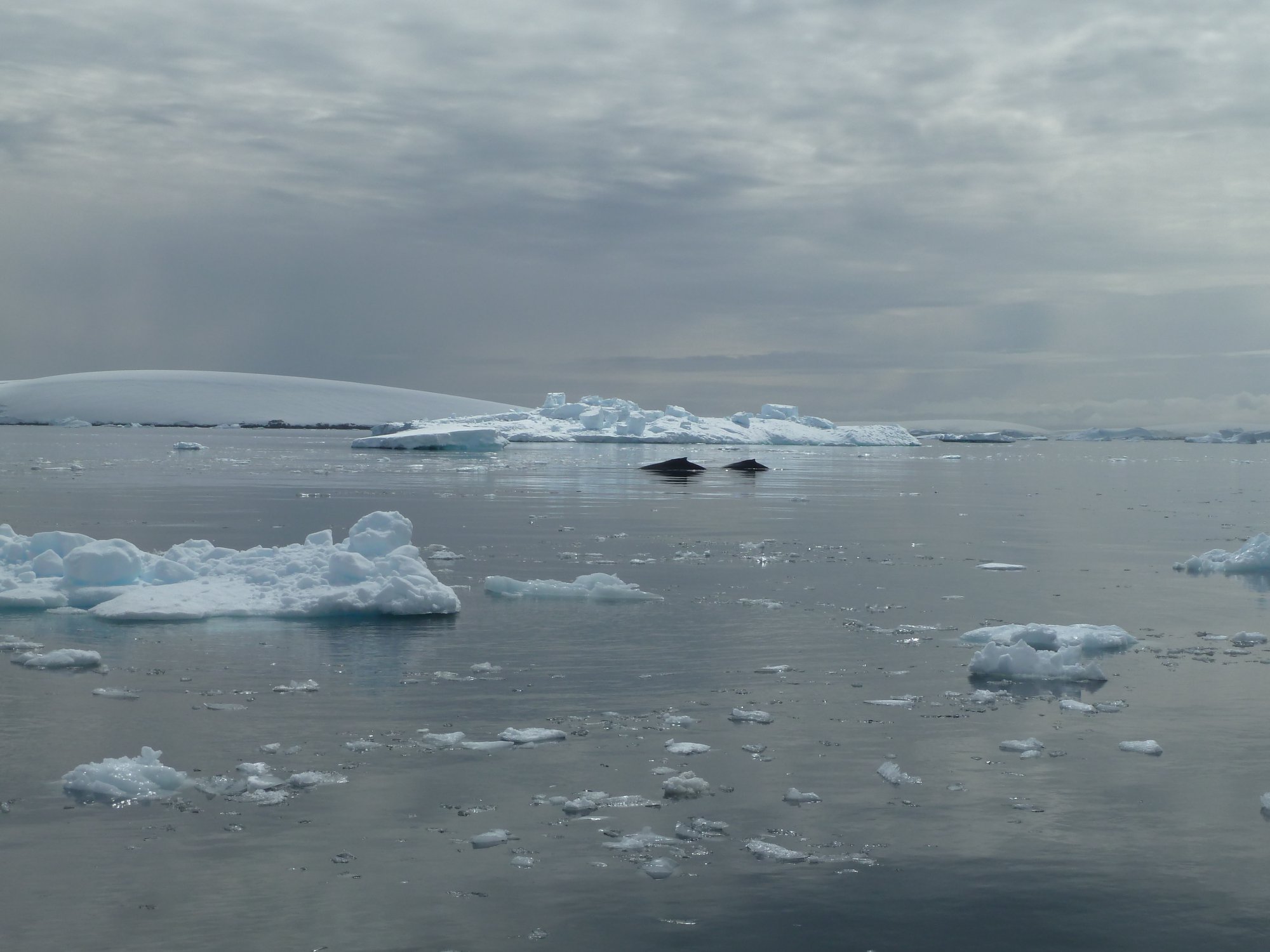 Same, 2 minke whales
