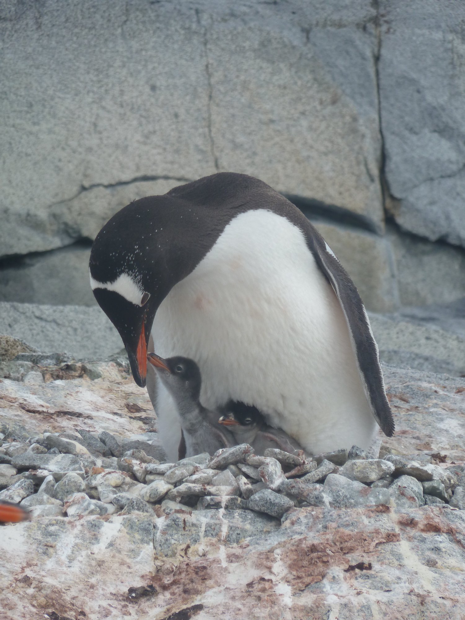 Gentoo penguin and its chick