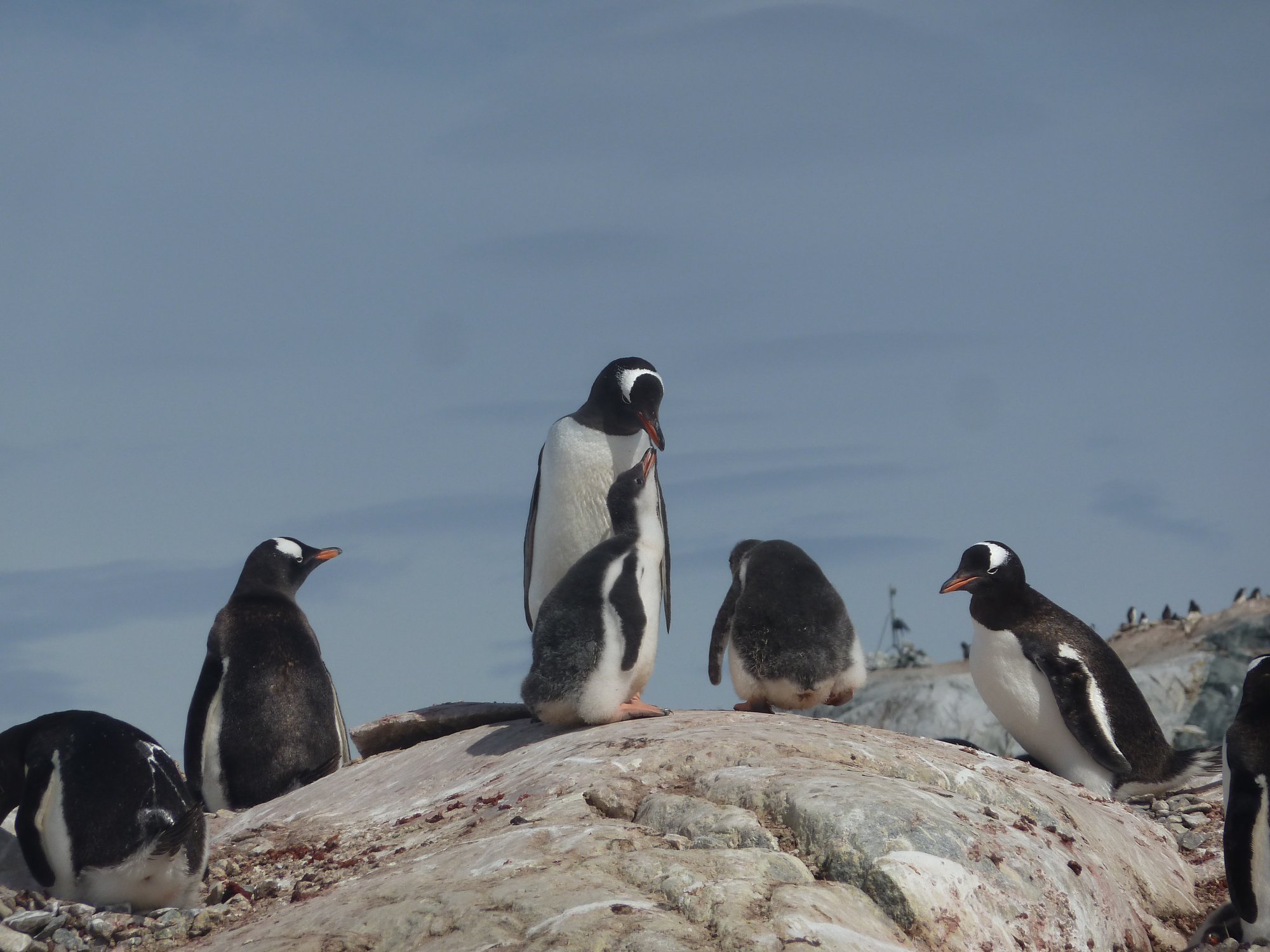 The juvenile gentoos have grown a bit, Petermann Island