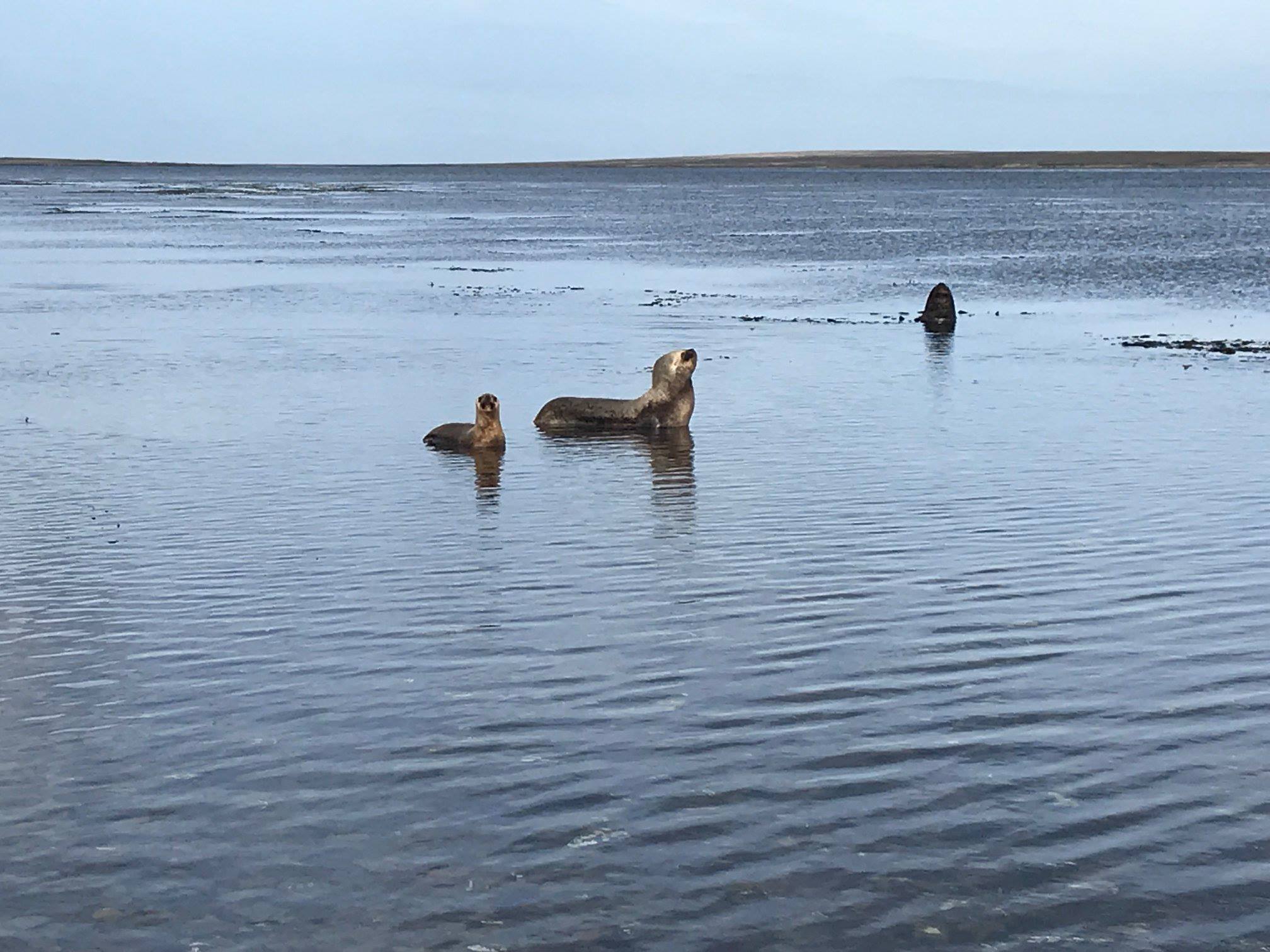 Lions de mer