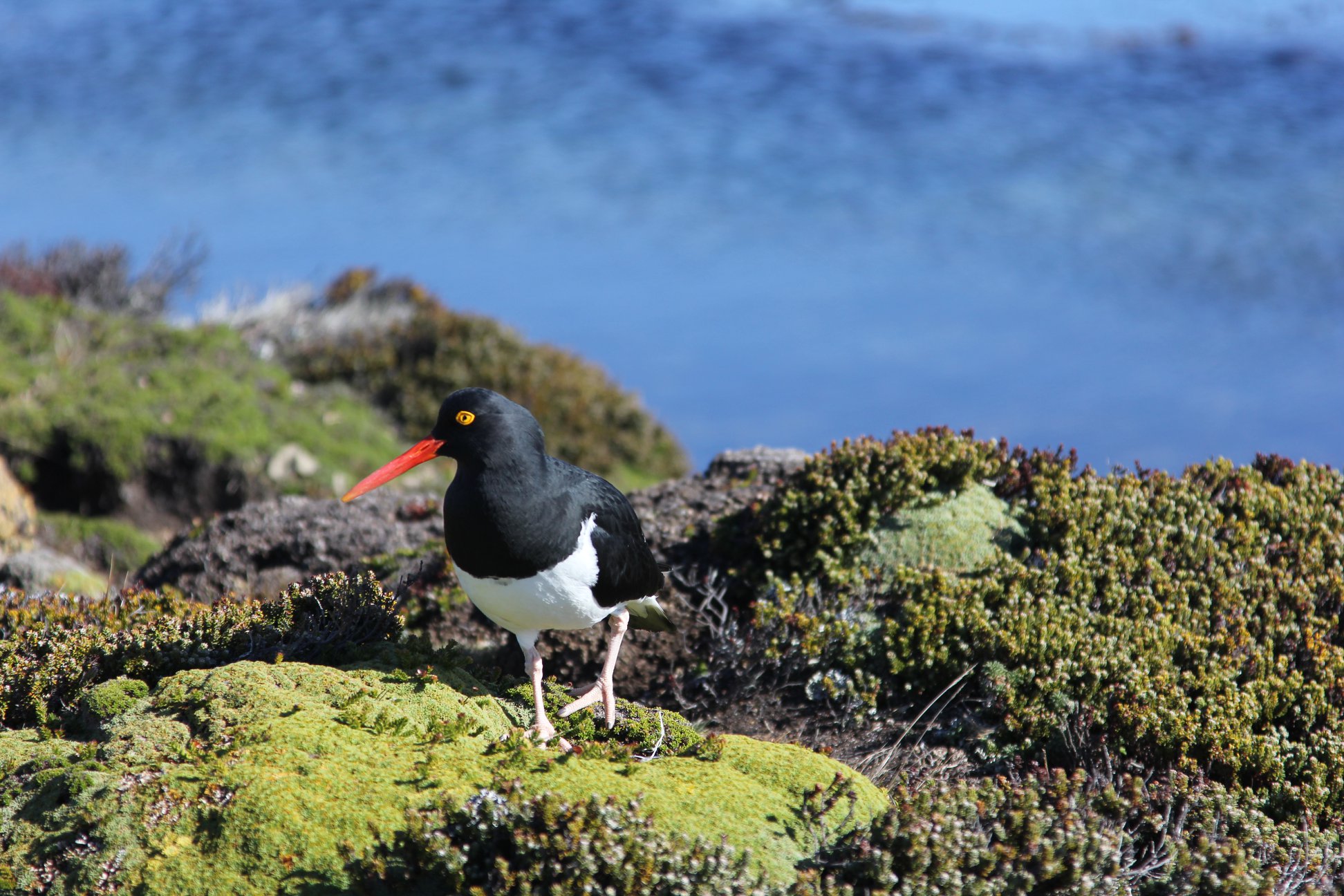 Oystercatcher