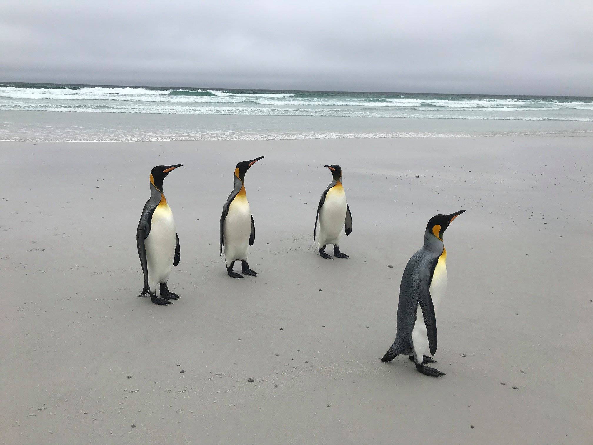 Volunteer beach, manchots royaux