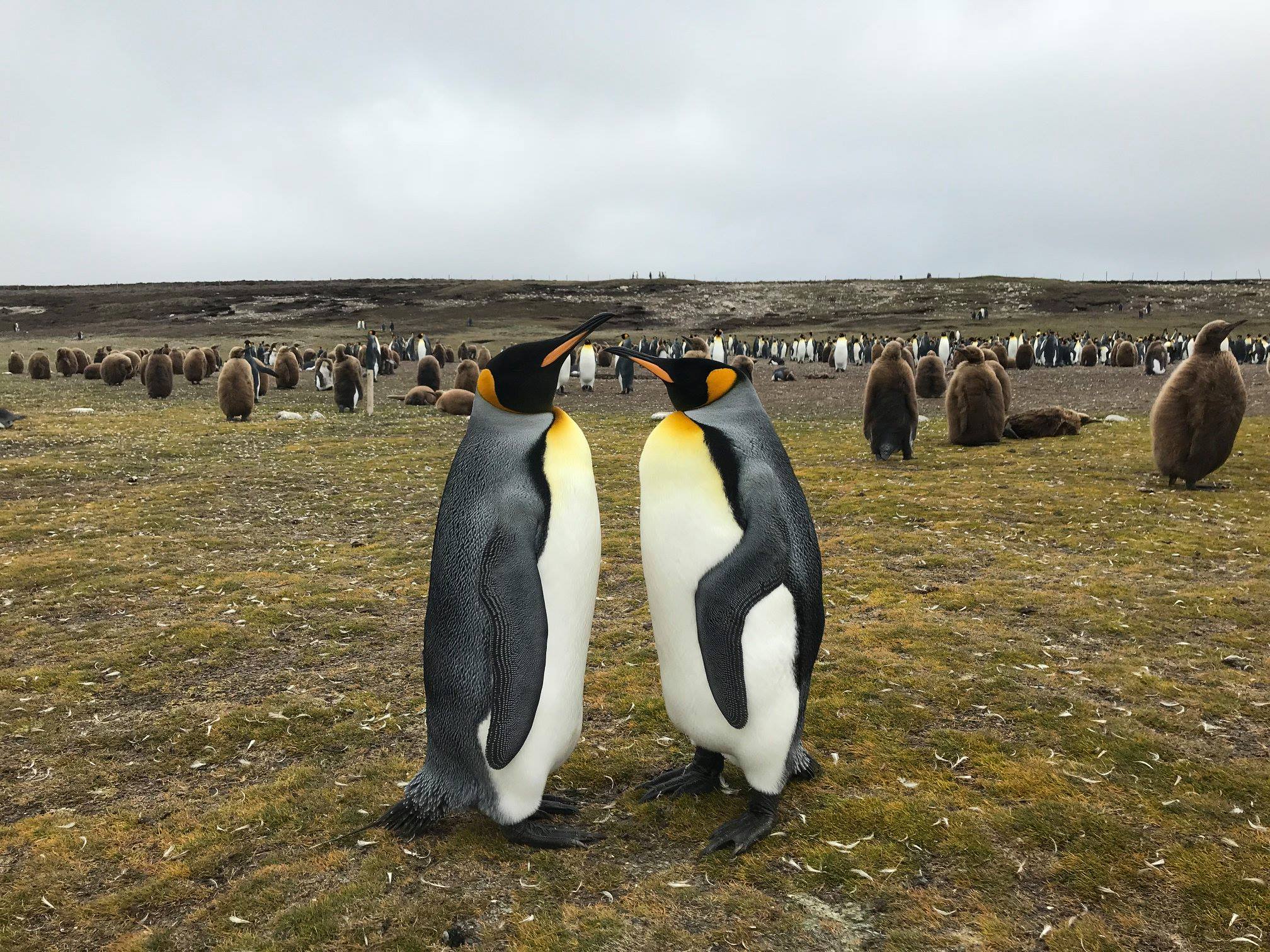 King penguins