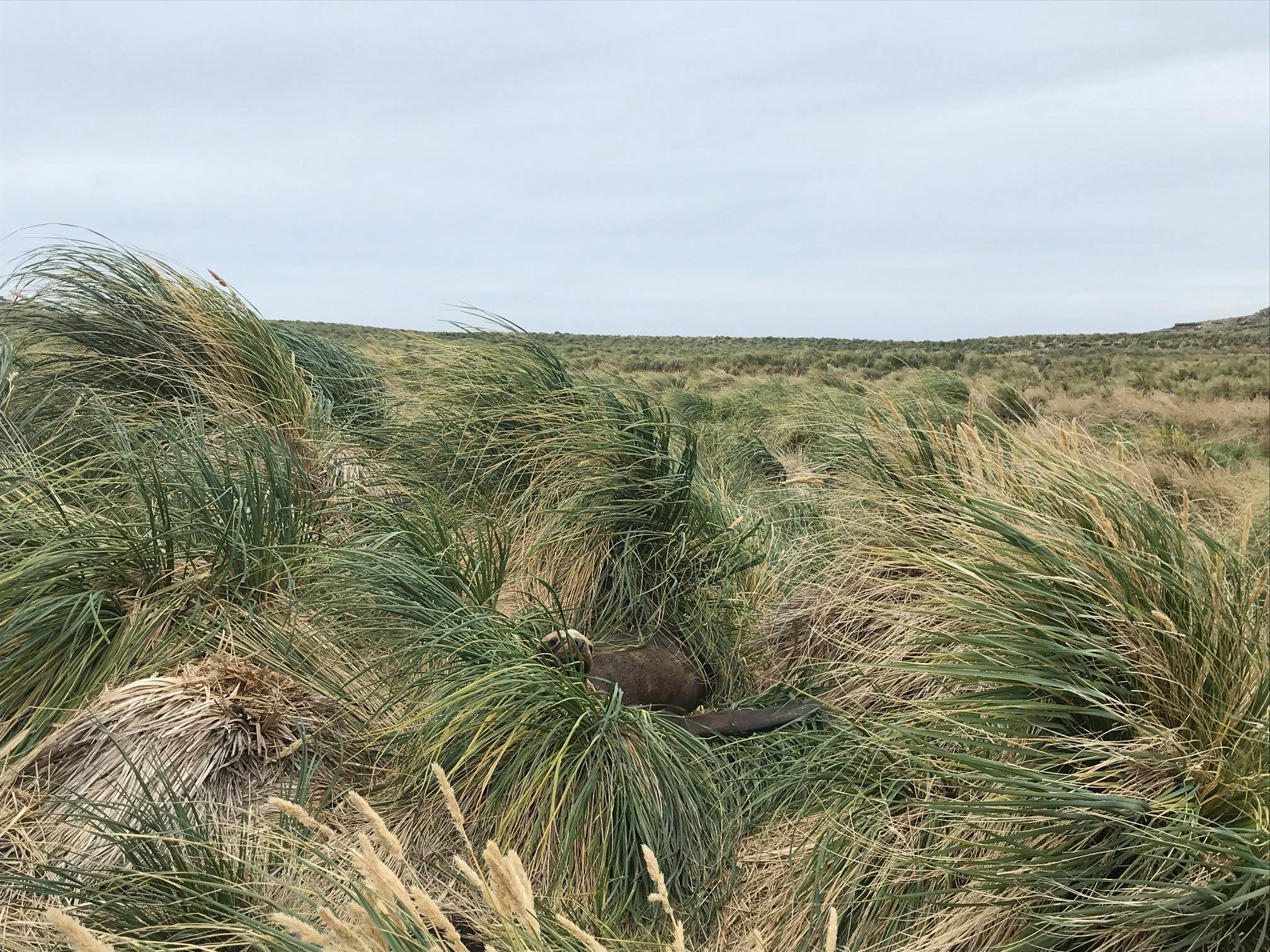 Lion de mer dans le tussock, Beaver Island