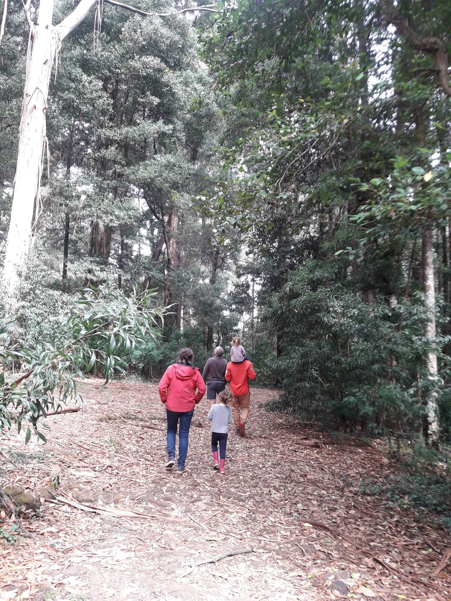 Parque Saval, Eucalyptus forest