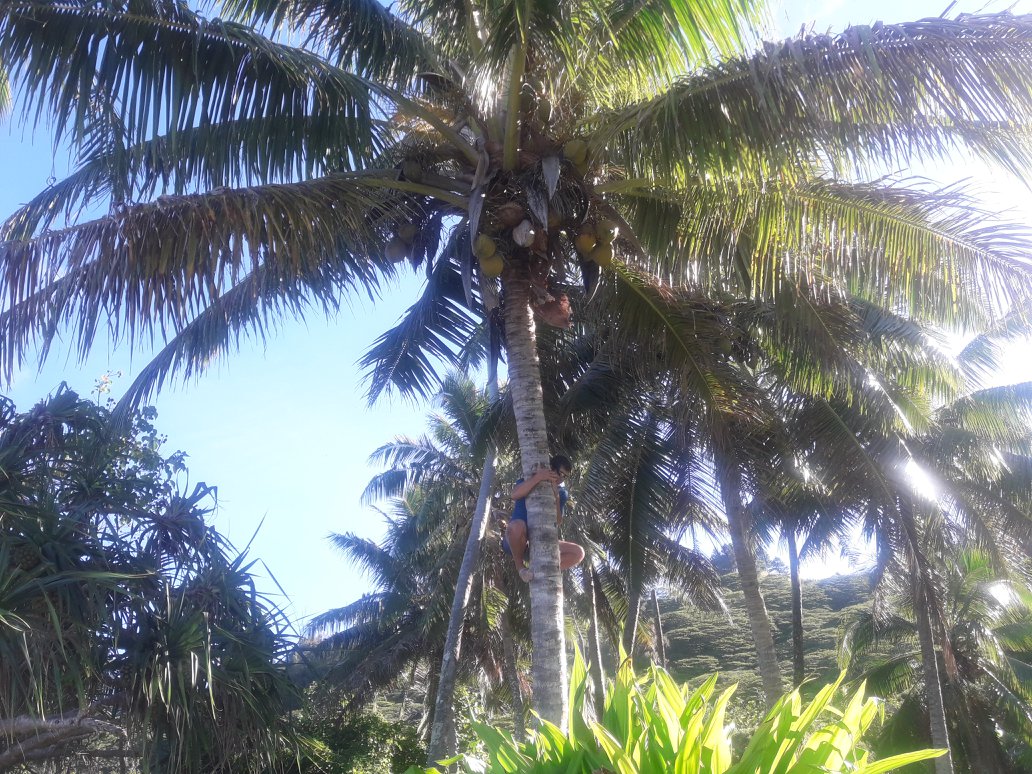 cuillette de coco