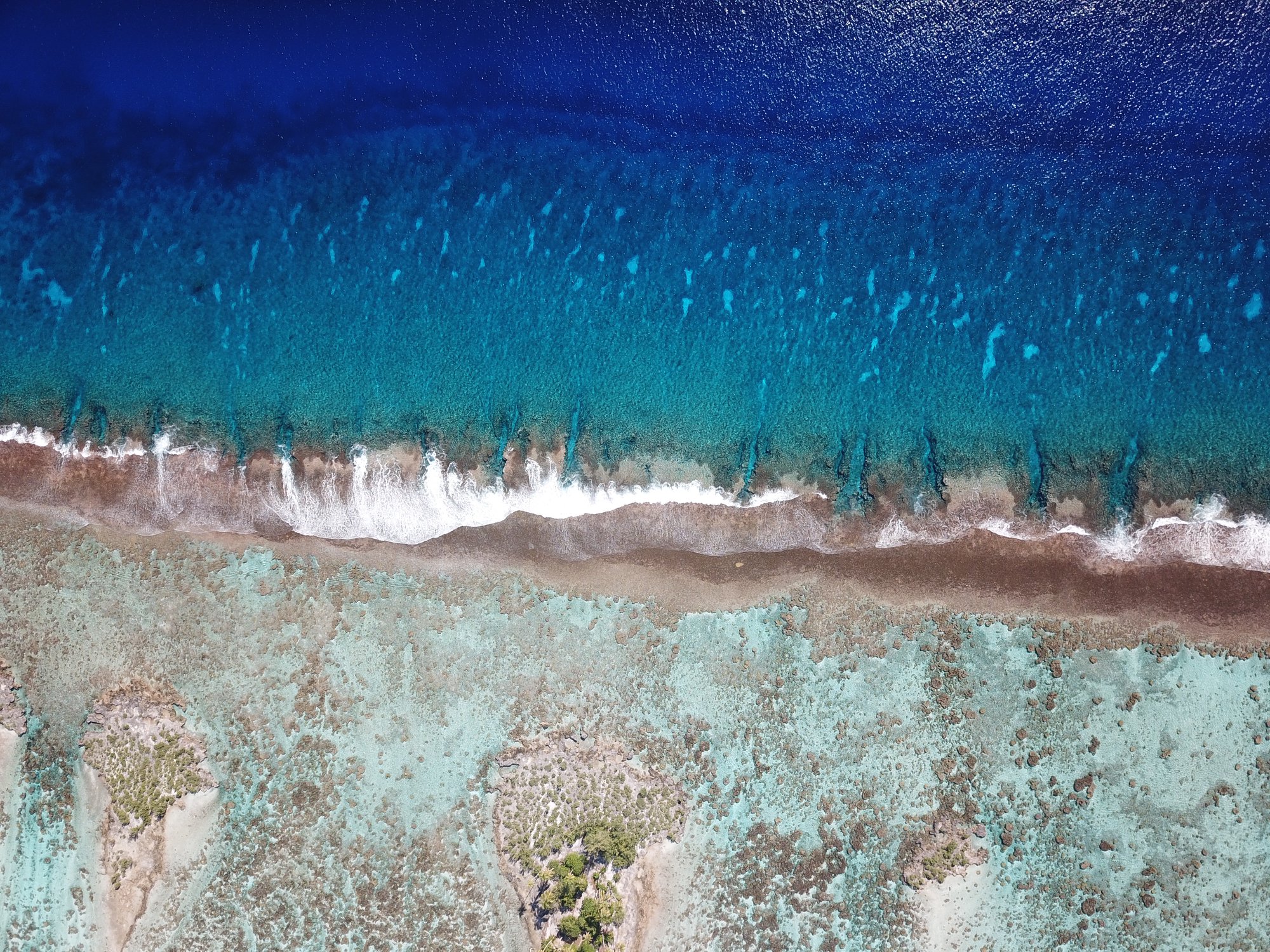 Coral reef