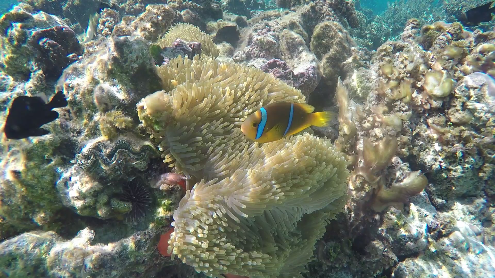 We found Nemo!