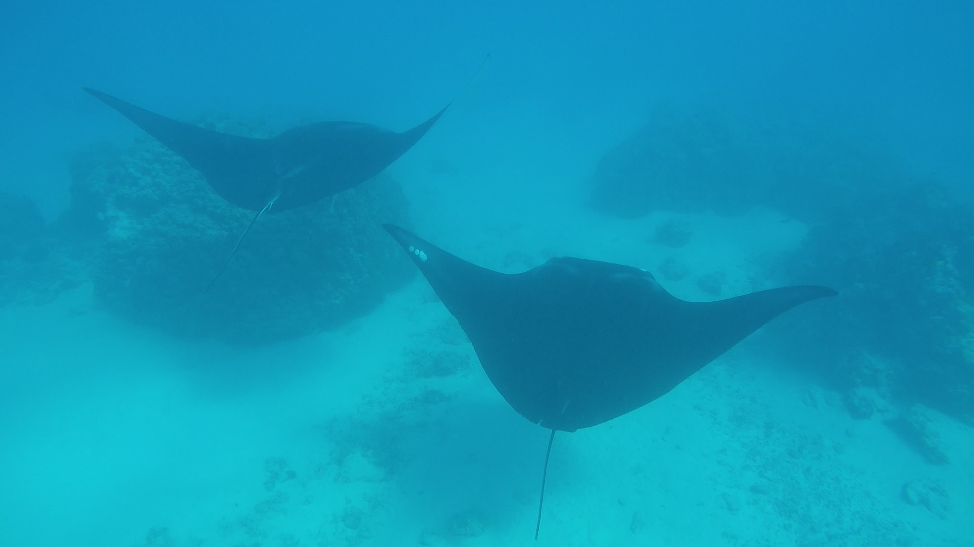 2 "devils of the sea" or Manta Rays