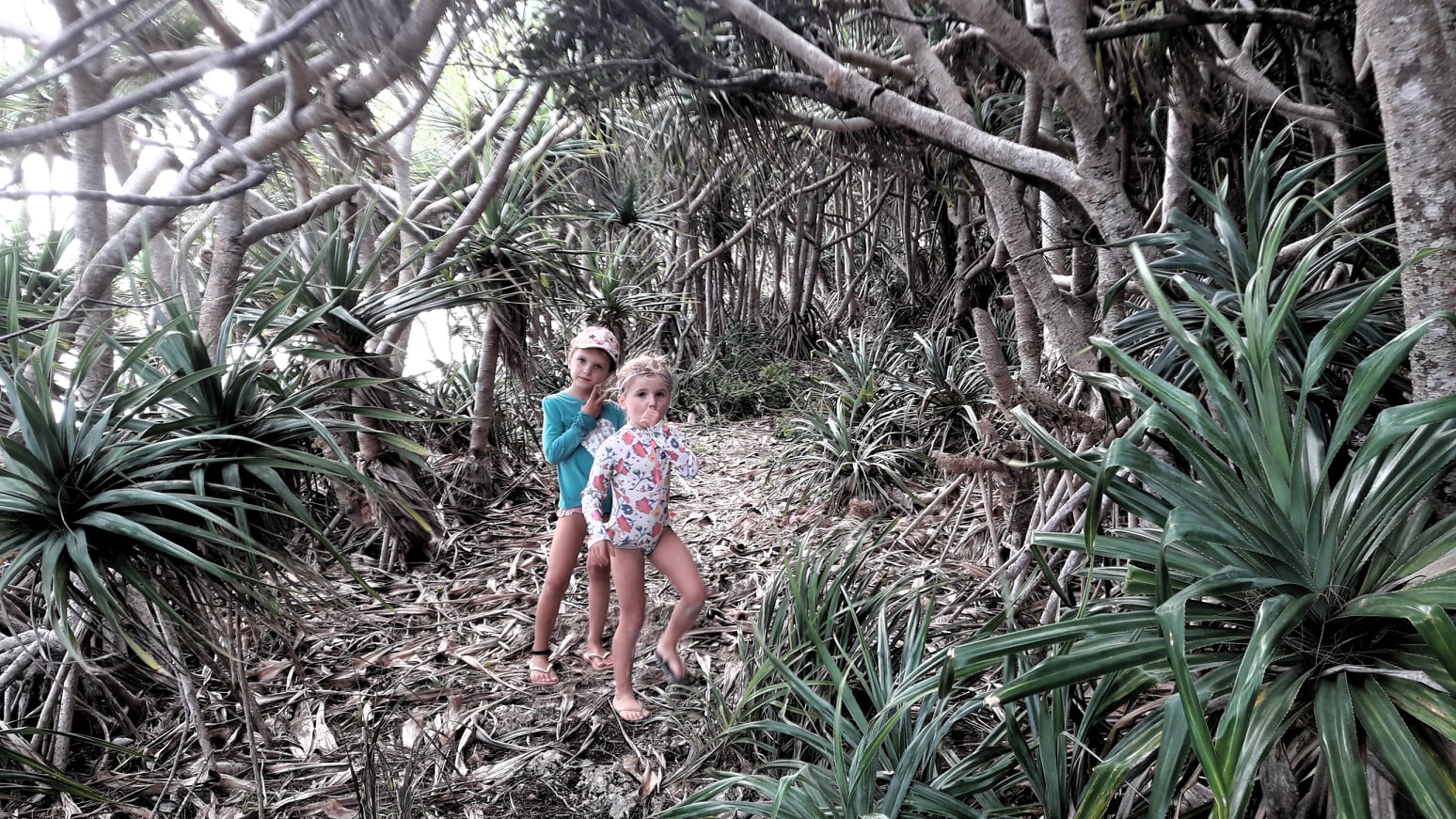 On the way to Baie des Rouleaux, Pandanus Forest
