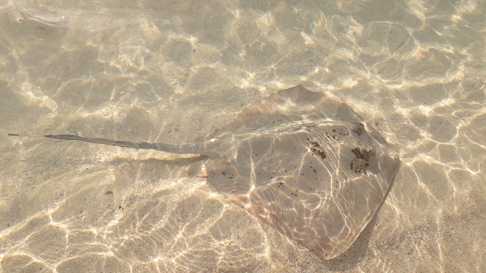 No need to dive to appreciate the wildlife!