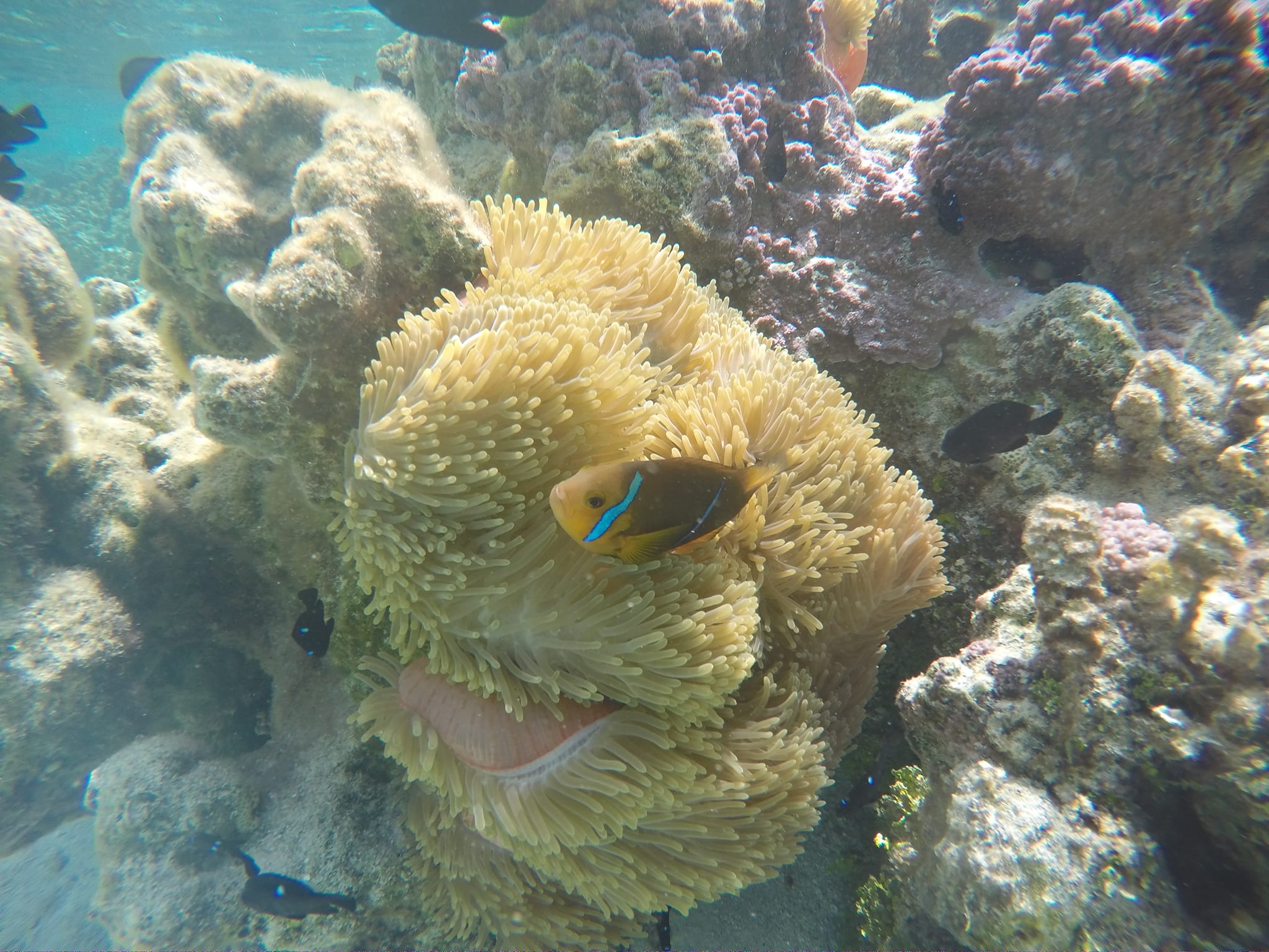 Poisson clown