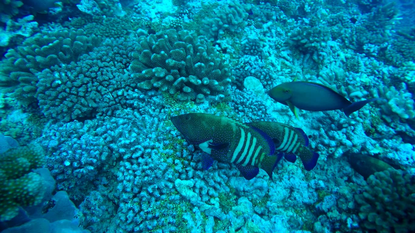 Marbled groupers