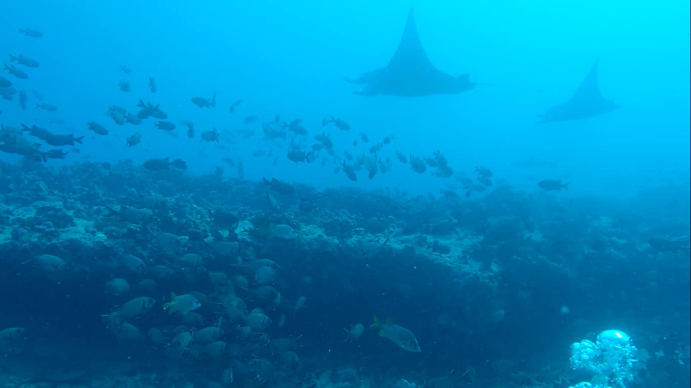 North pass dive, Manta rays