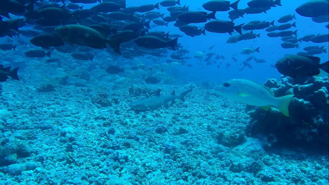 Requin corail