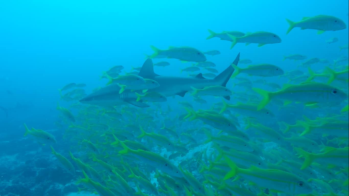 Requin gris