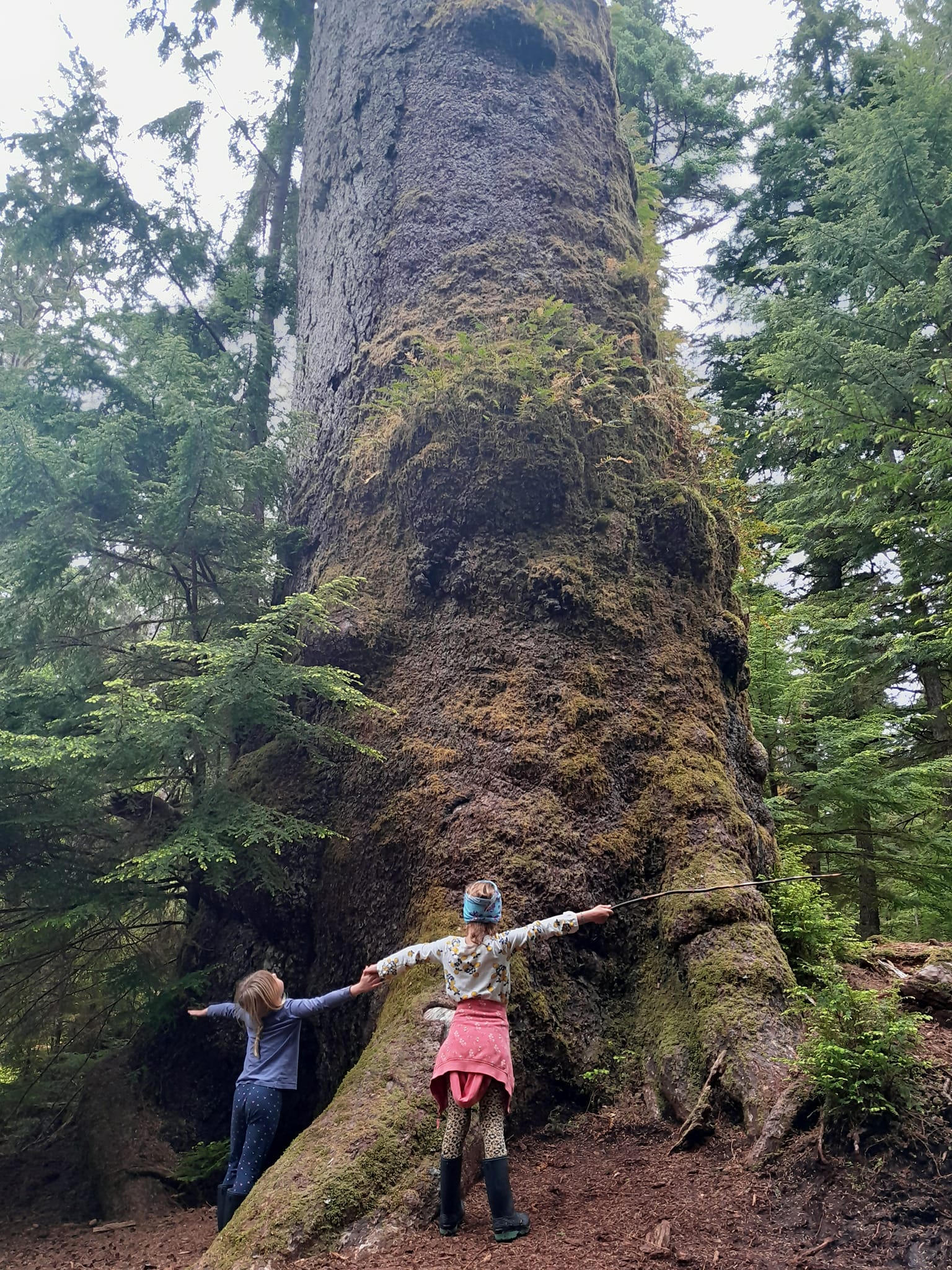 Millennial tree, Windy Bay