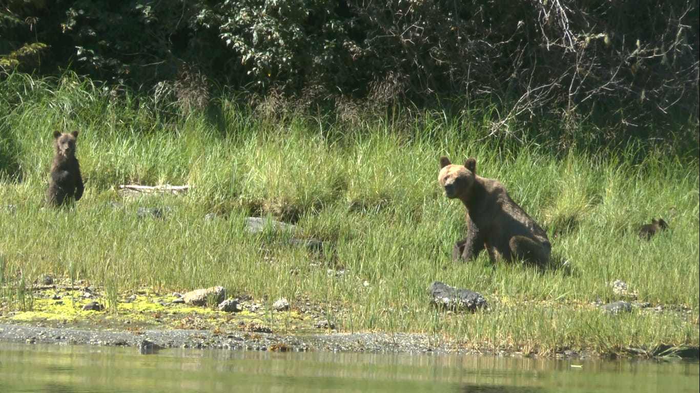 Grizzly and cubs at Kynoch Inlet