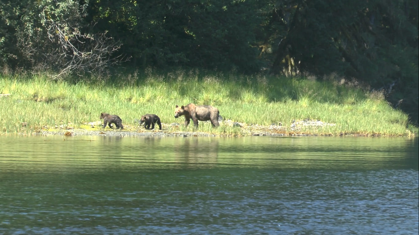 Grizzly et oursons Kynoch inlet