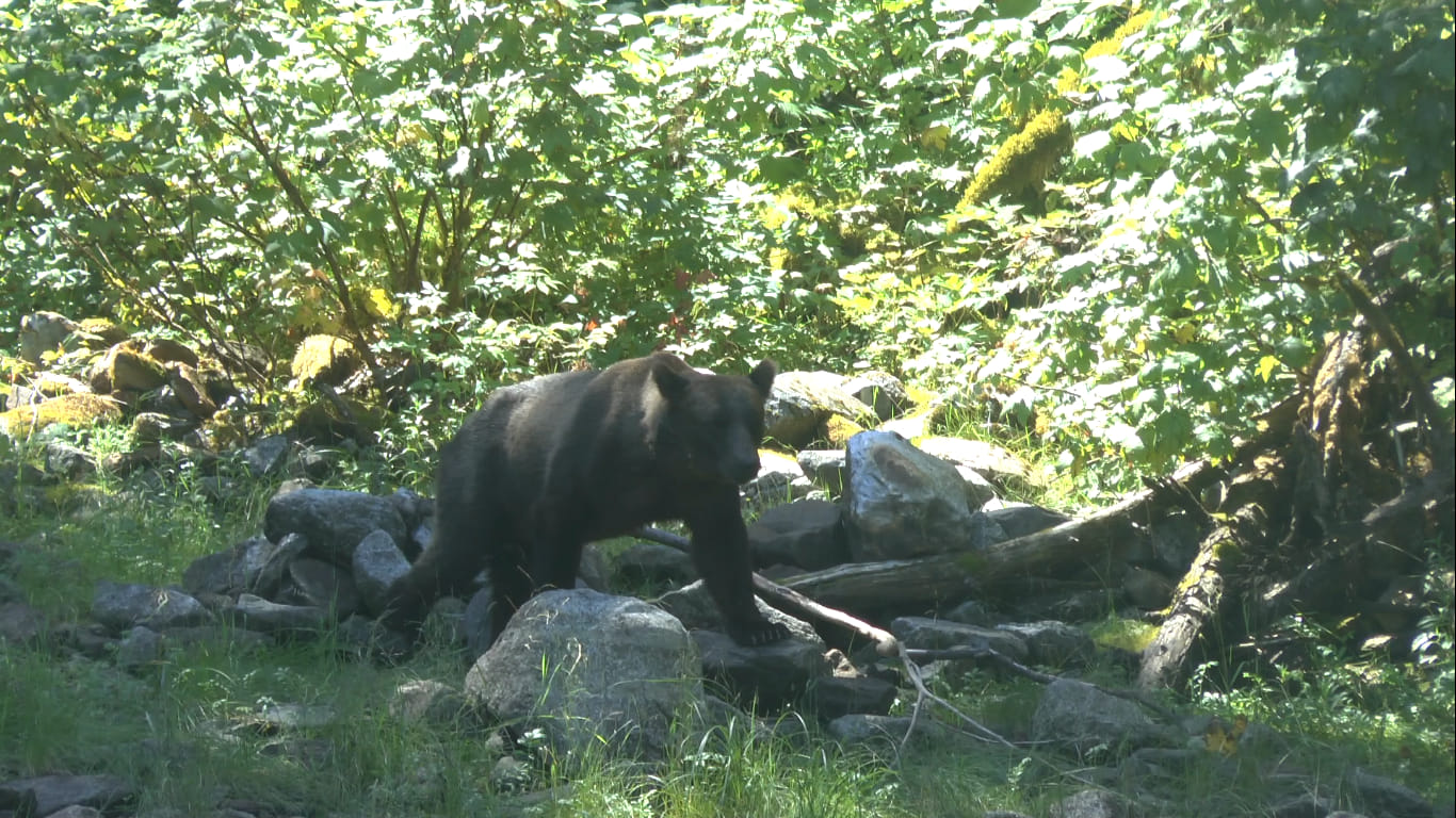 Male grizzly, Mussel Cove
