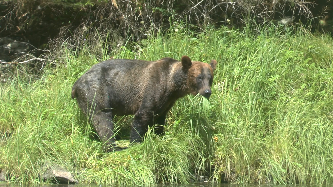 Grizzly herbivore en attendant les saumons...Mussel Cove