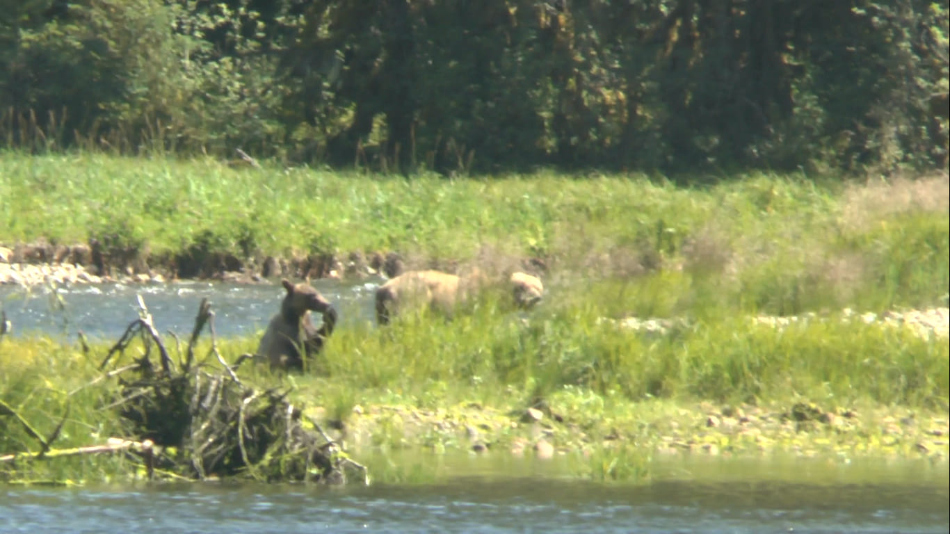 Grizzly et ourson, Kynoch