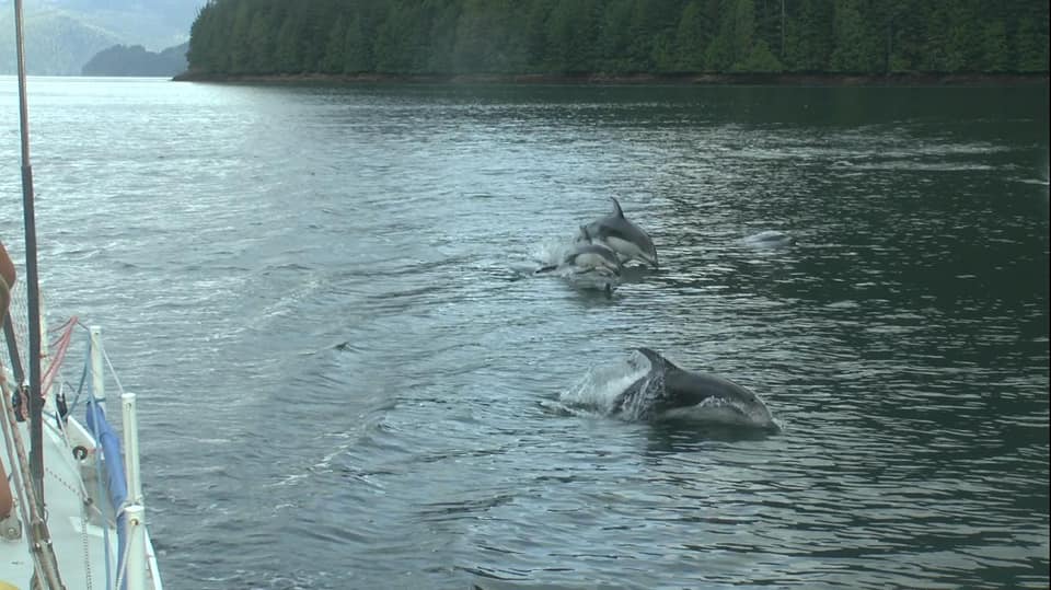 Dauphins, Thompson sound