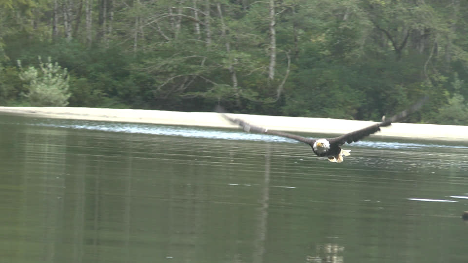 Aigle, Thompson sound