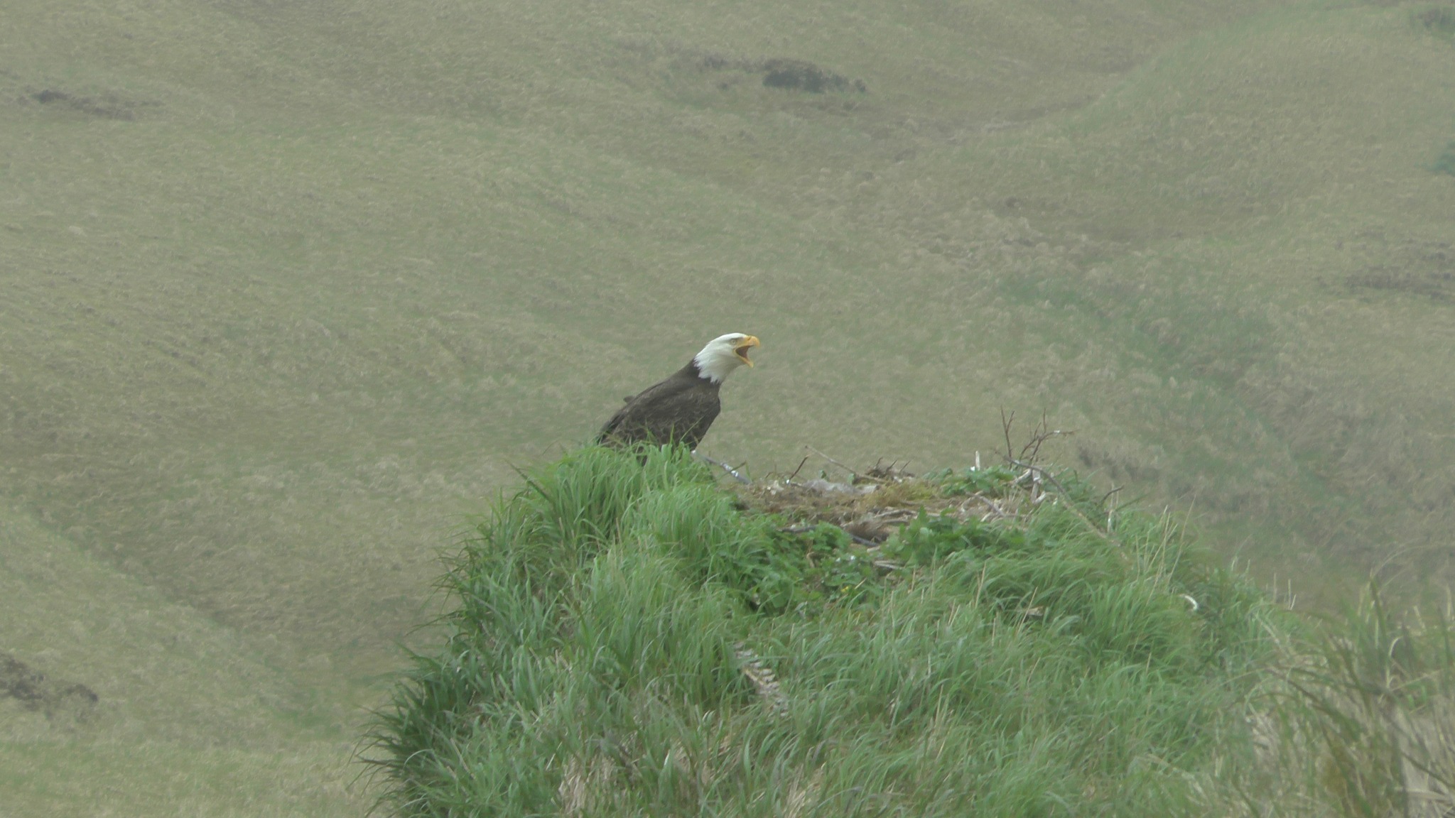 American eagle