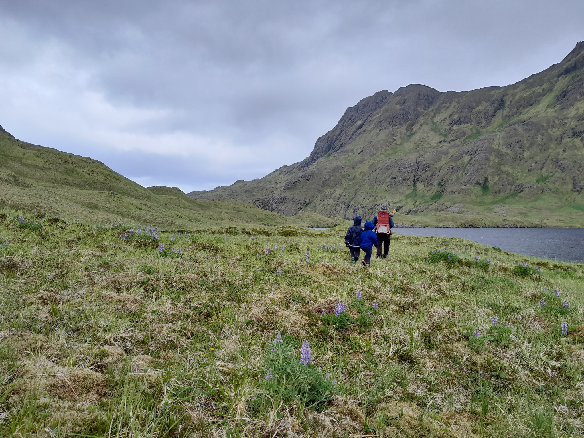 Quail cove , Kagalaska