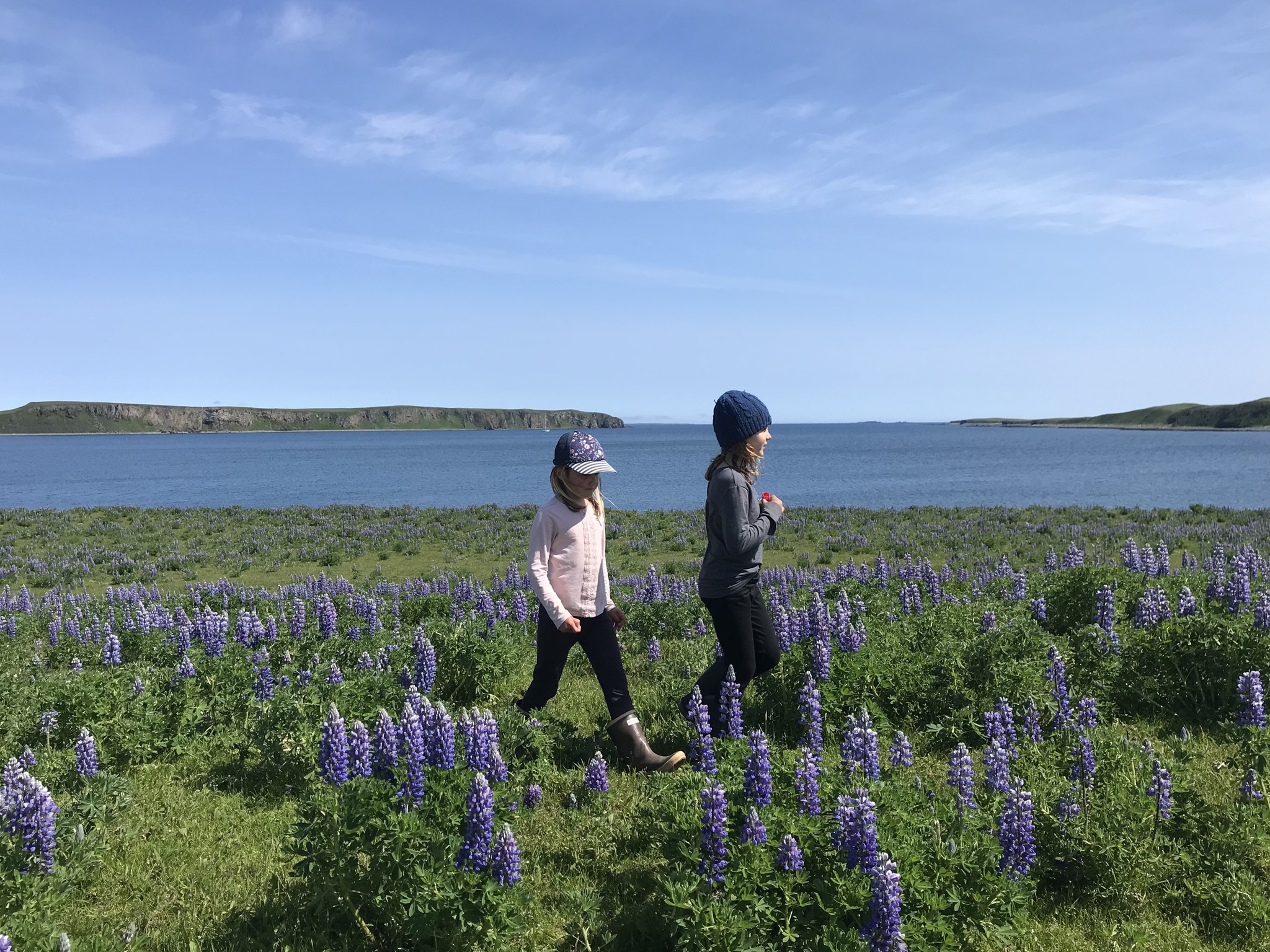 The girls in the "lupines", Sanak