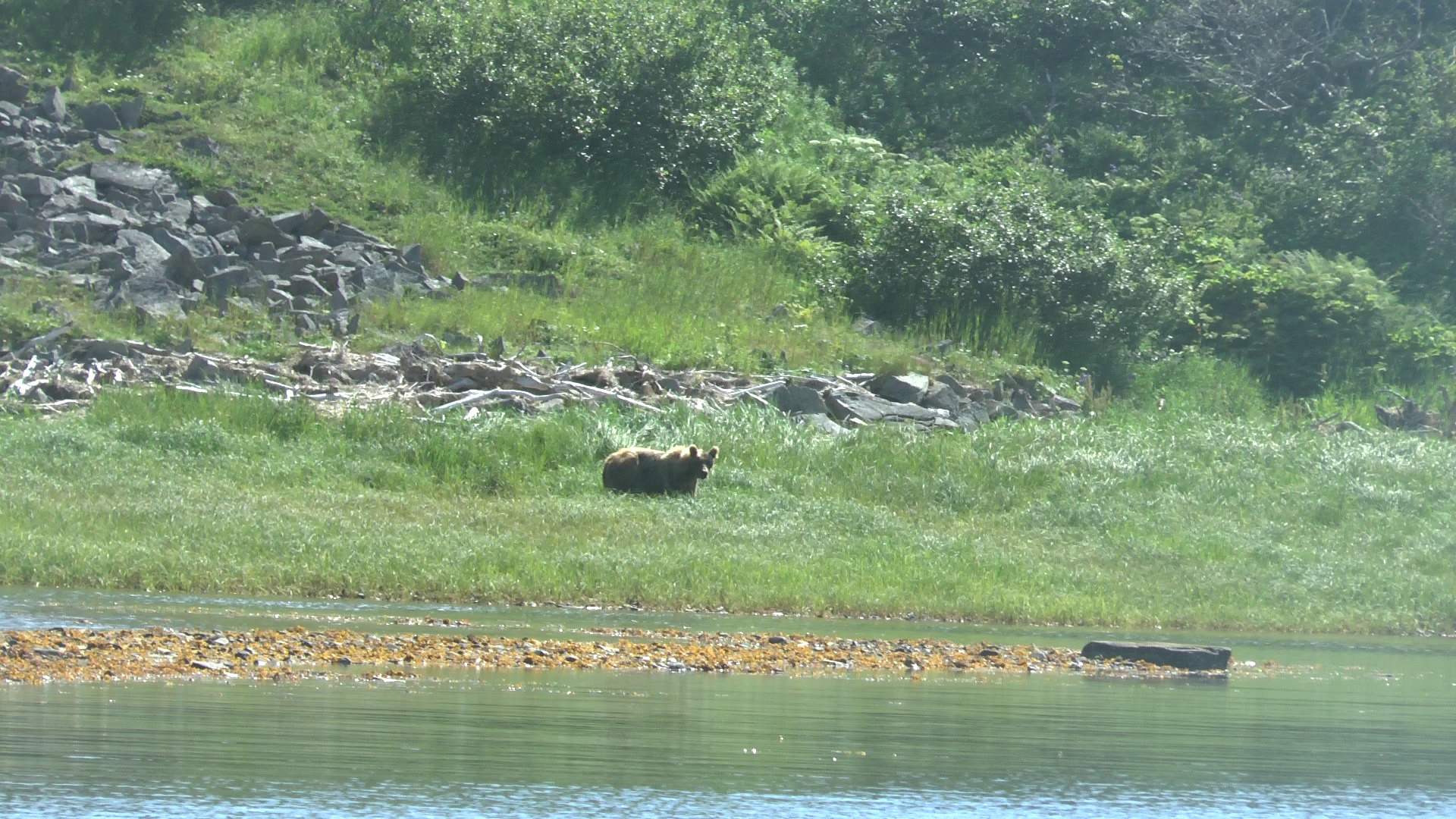 Grizzly, agripina bay