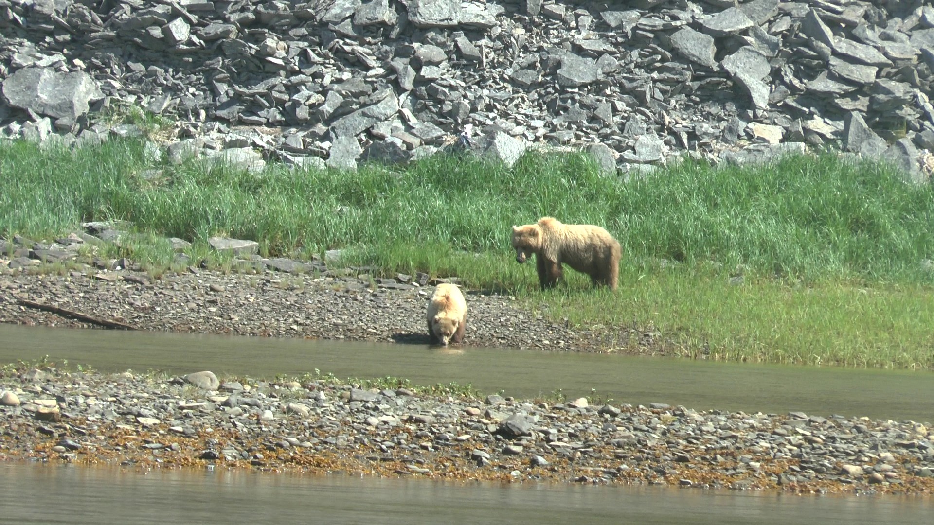 Mother bear and cub, agripina Bay