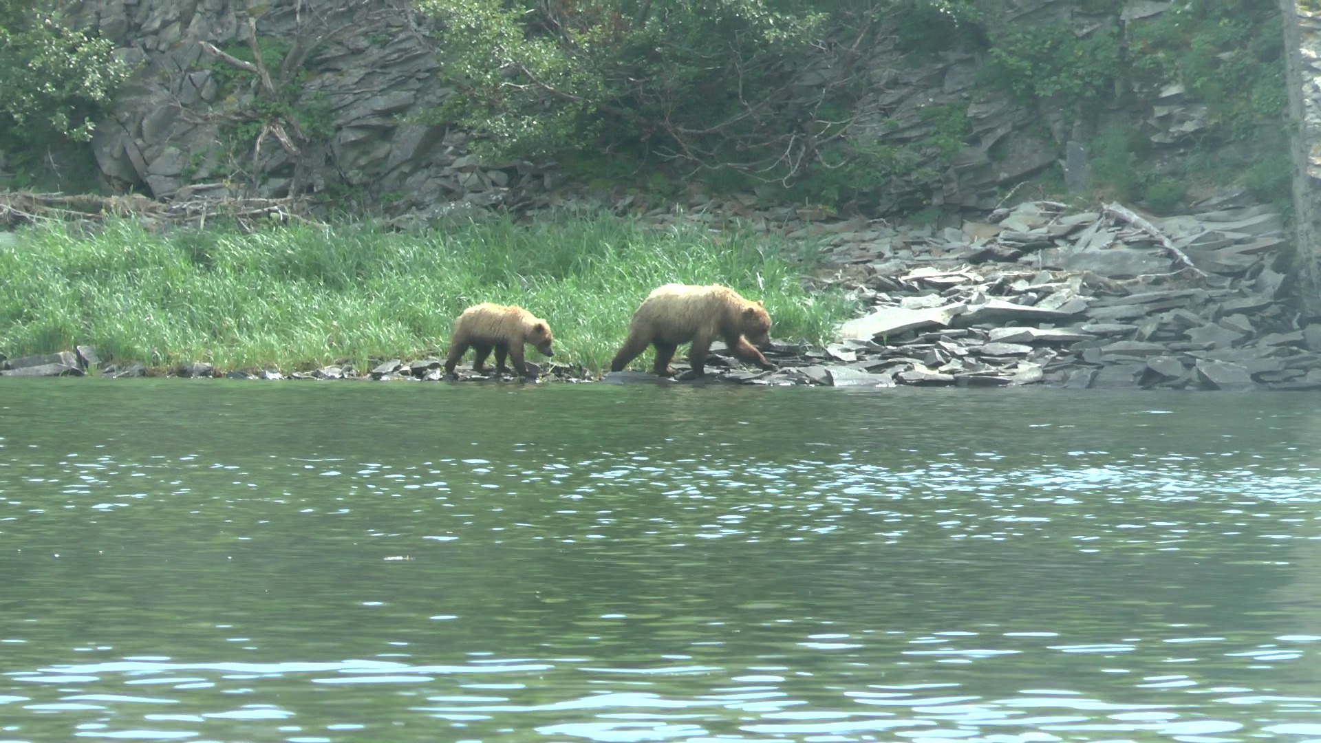 Mother bear and cub, agripina bay