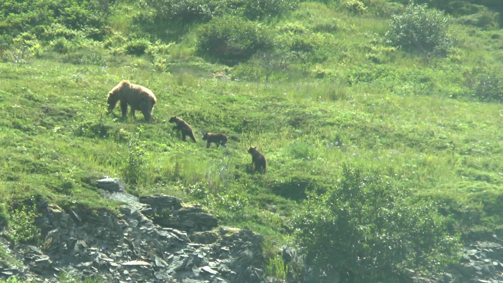 Mother bear and 3 cubs, Agripina bay