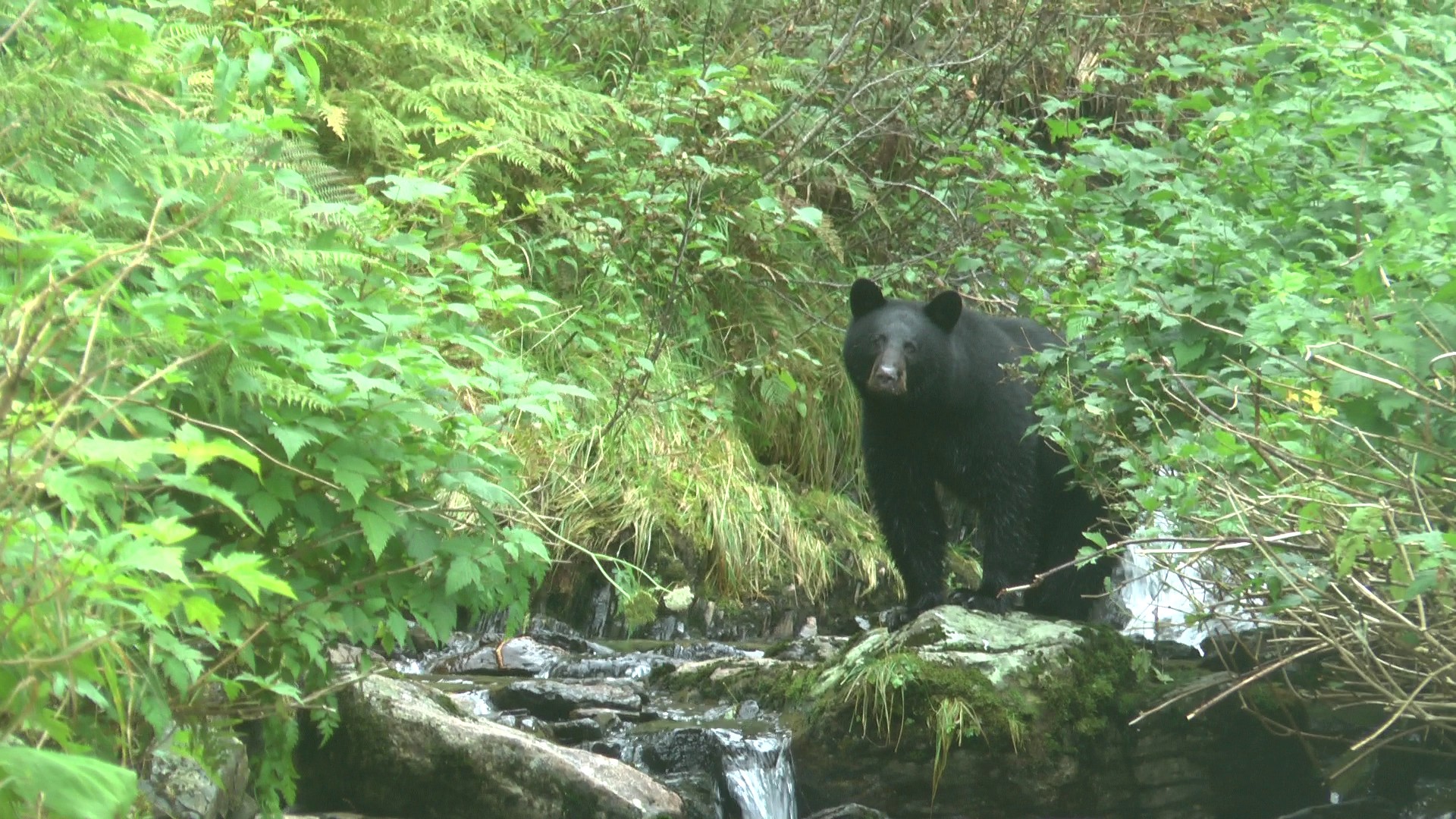 Black bear at Cascade Bay
