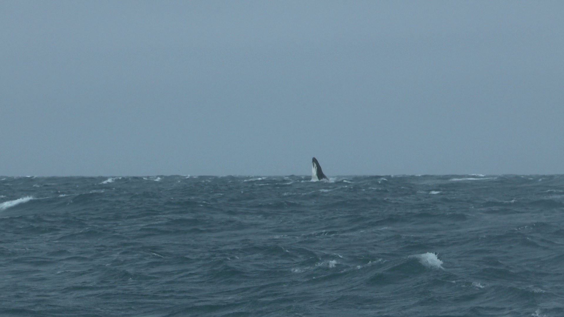 Whale in the Bering Sea