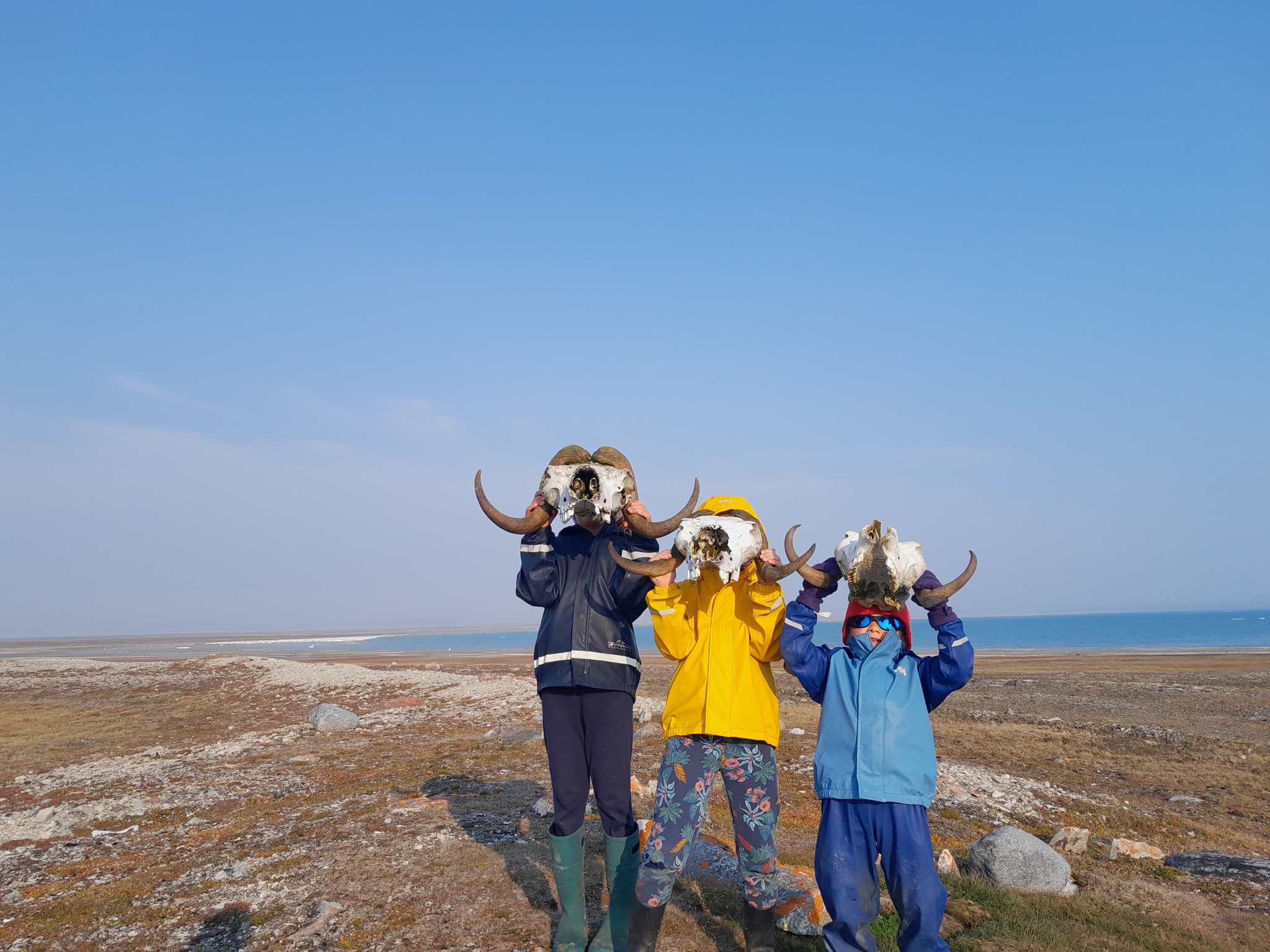 Victoria island and muskox skulls!